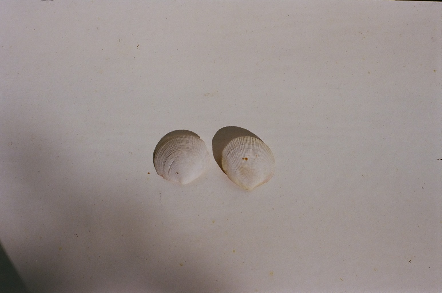 Eli-Bella Wood, Home, pt. 3 & pt. 4 (View 2), 2024. Found shell (clam), silicone, water paint