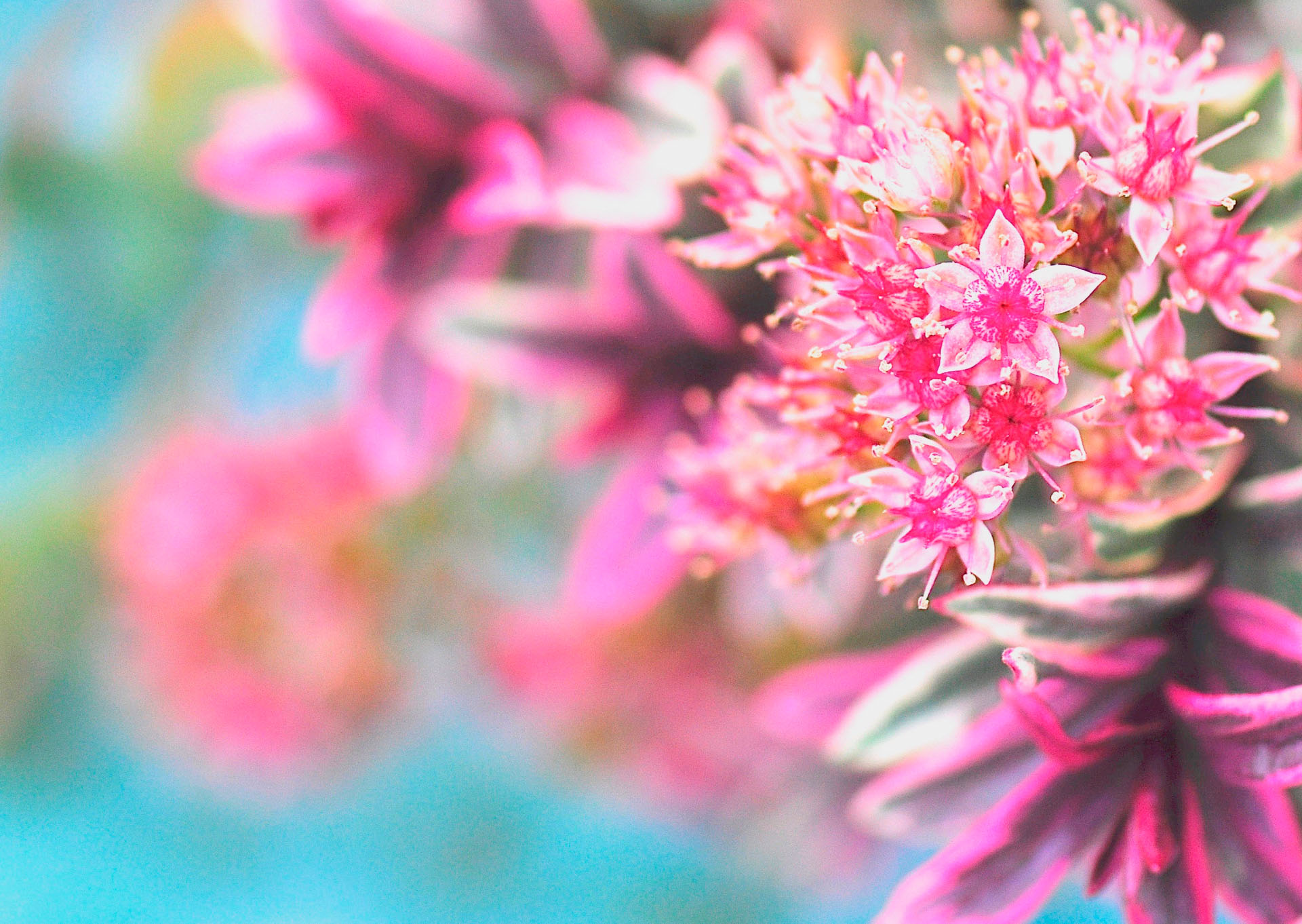 Nr. 250. Sedum / Mauerpfeffer