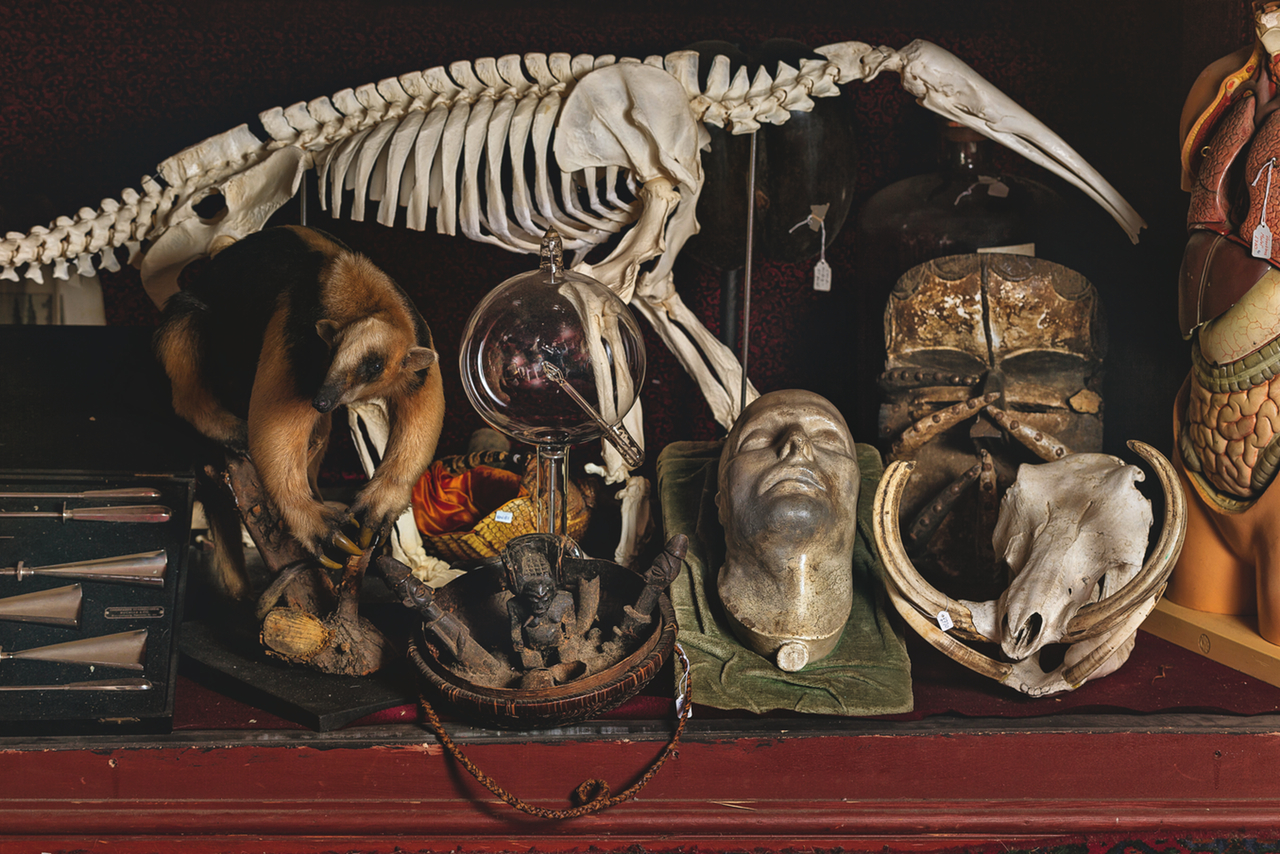 The Viktor Wynd Museum