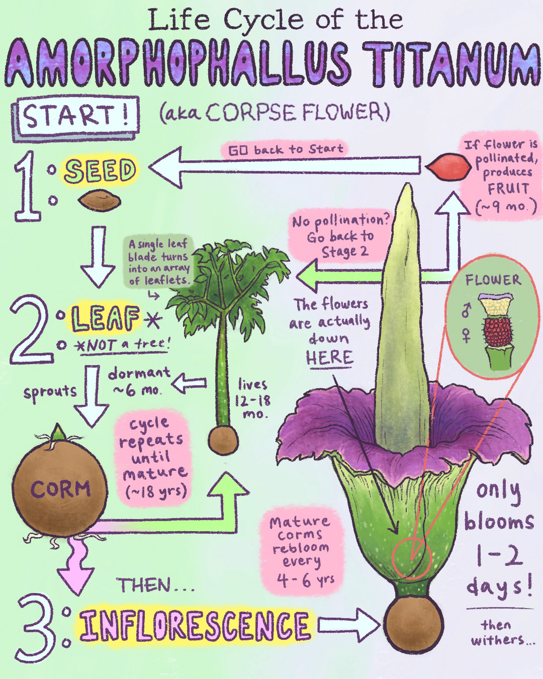 Corpse Flower infographic, illustrated for The Huntington Library official instagram page