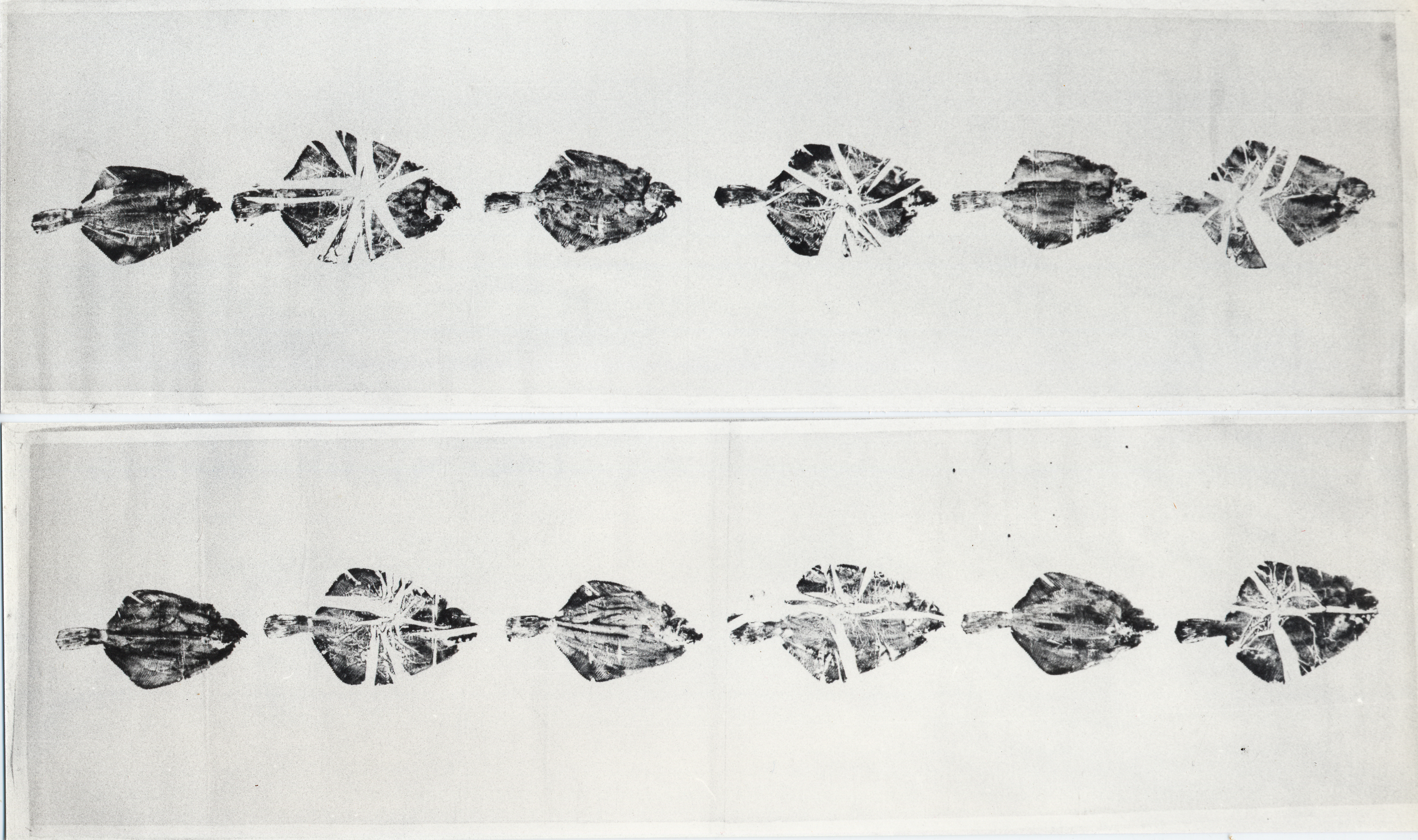 05- Poissons composites, 250x170cm