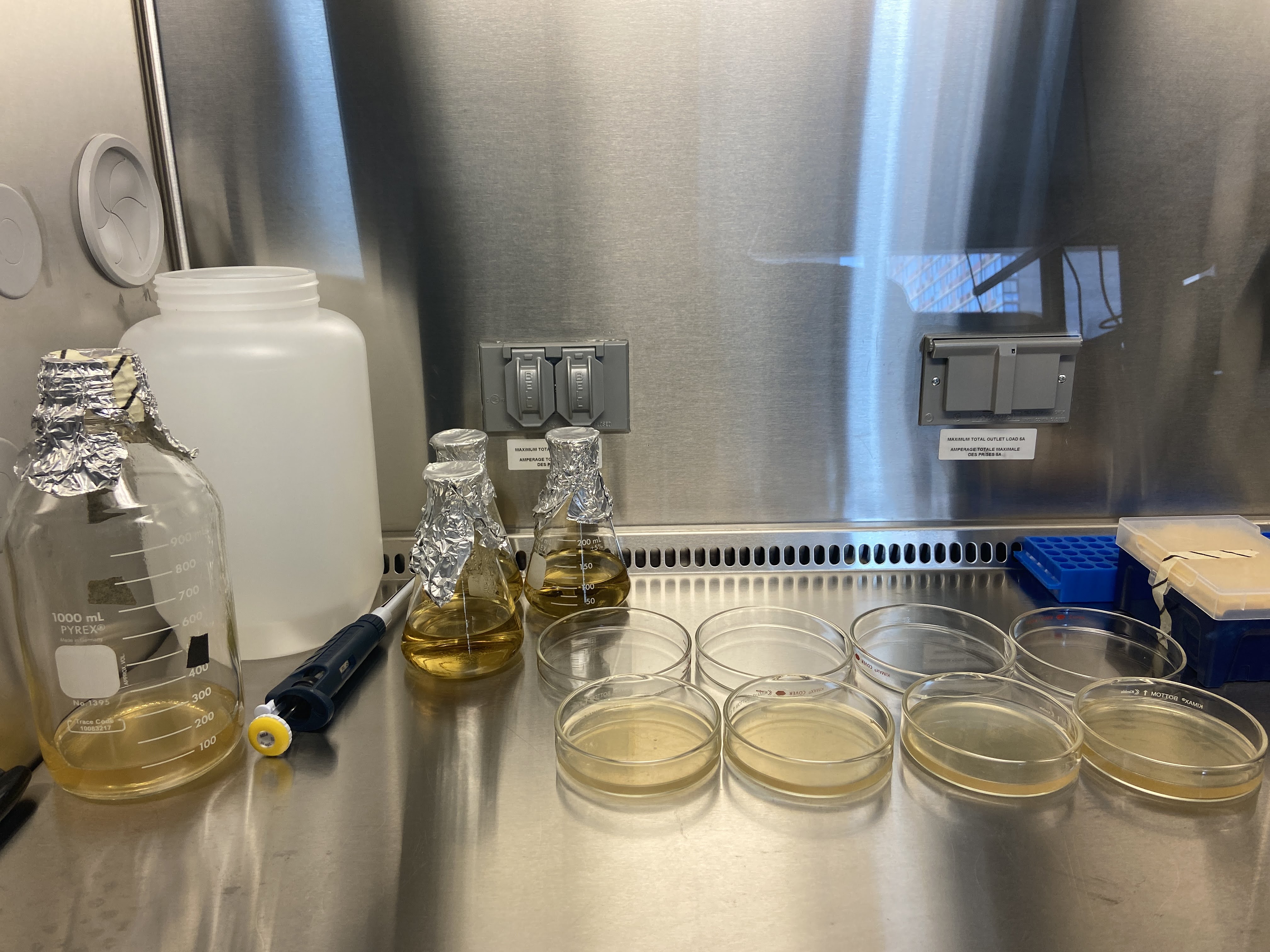 Preparing Petri Dishes