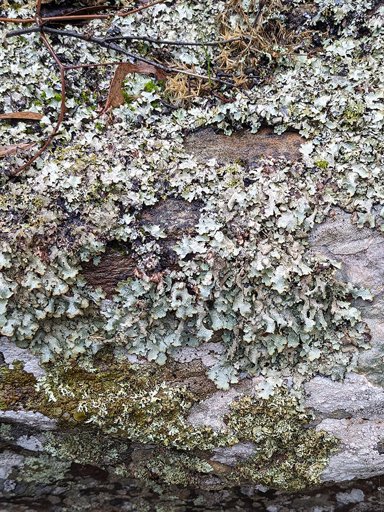 Lichen in rural Victoria