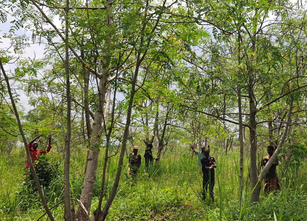 moringa trees