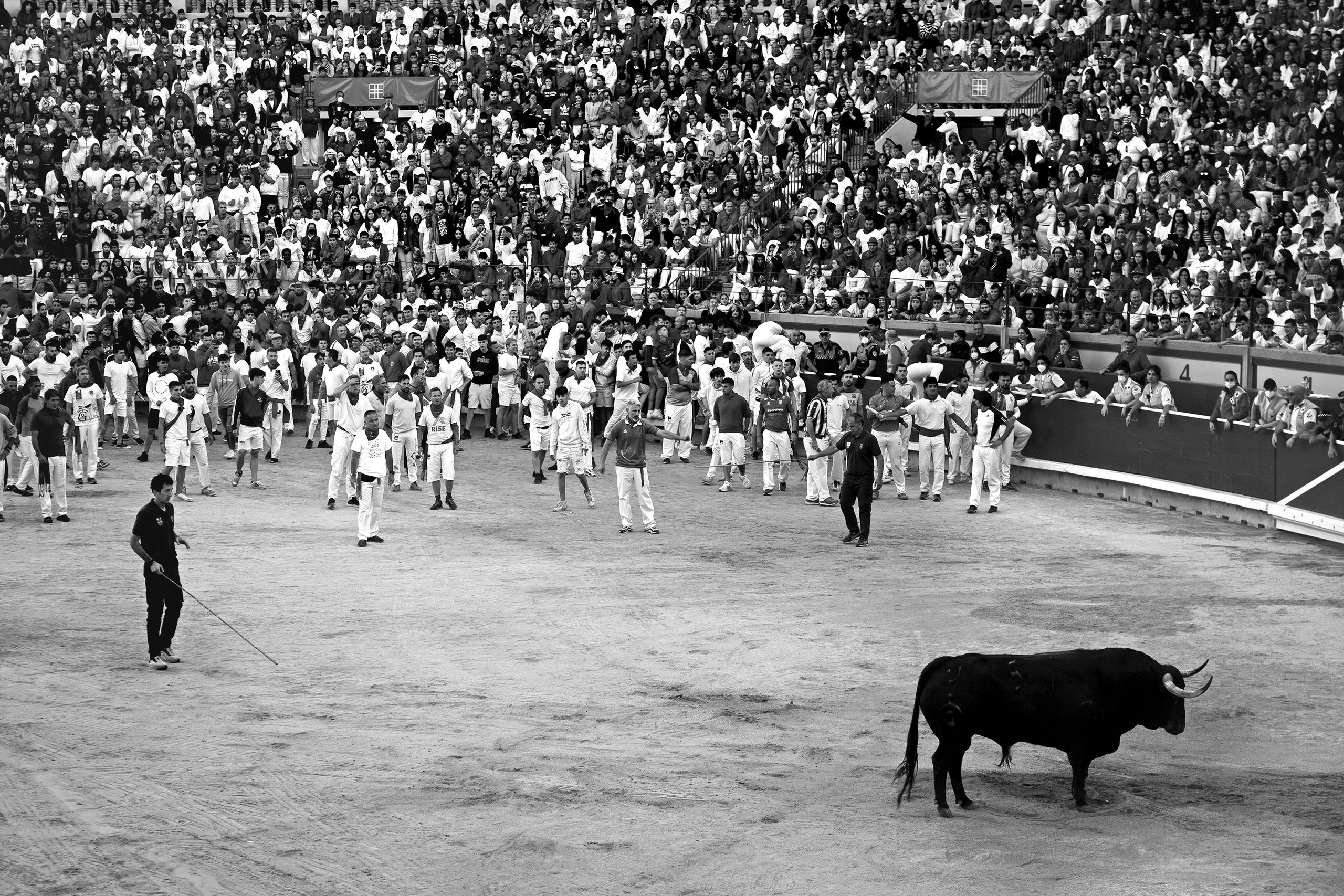 Bull refusing to enter the corralsPamplona, Spain, 2022photography, bw, single