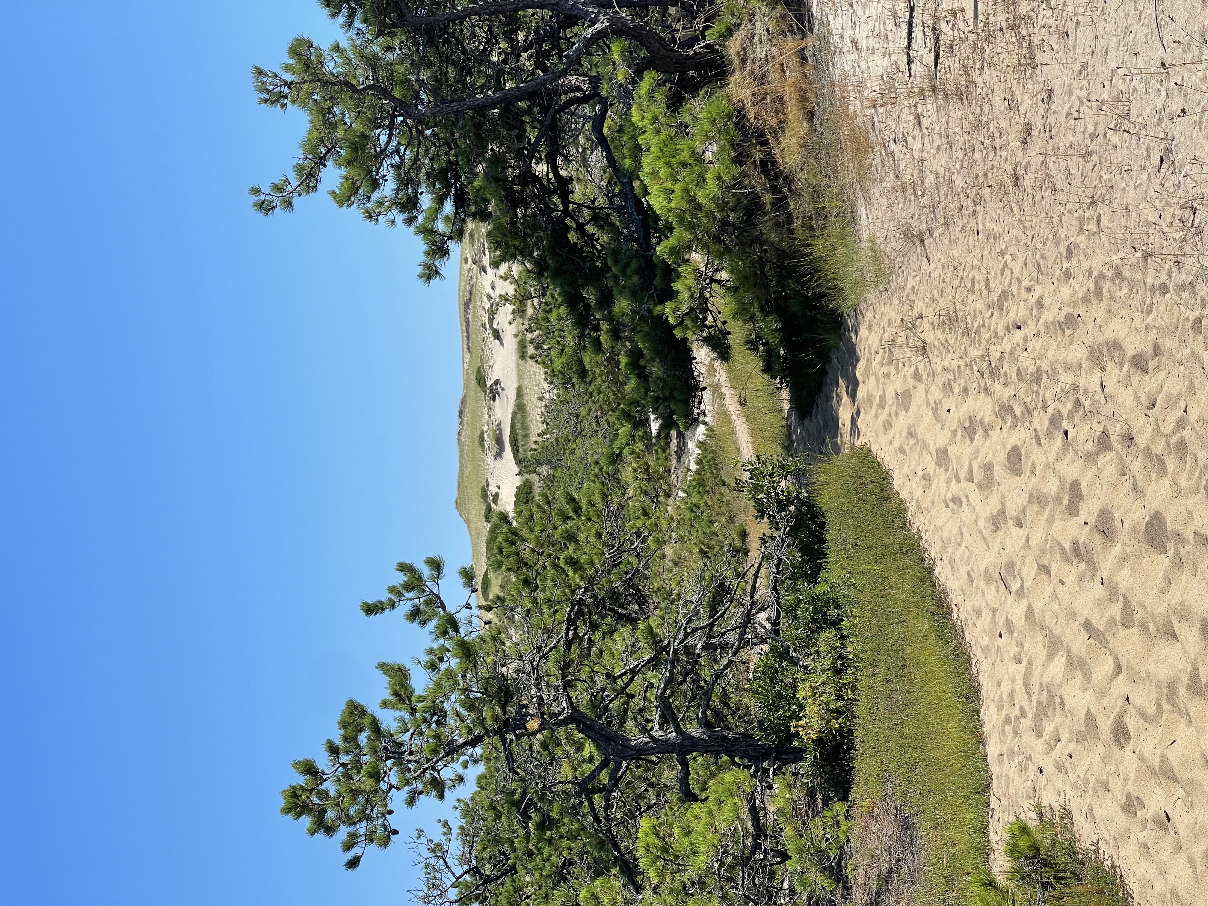 cape dunes