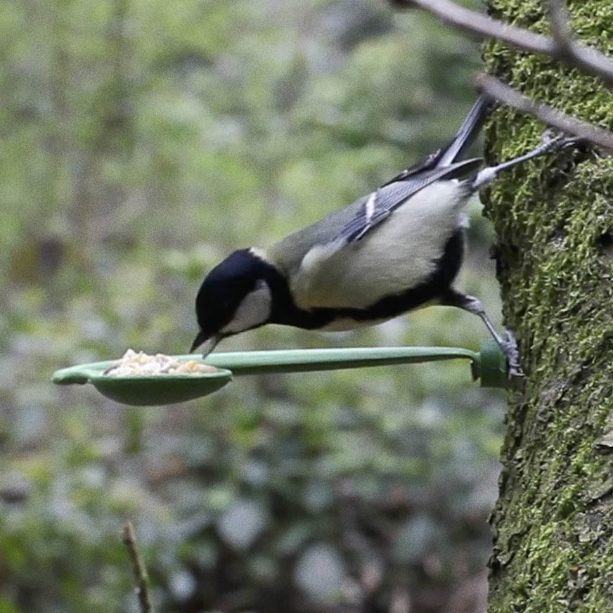 Testing prototype with birds