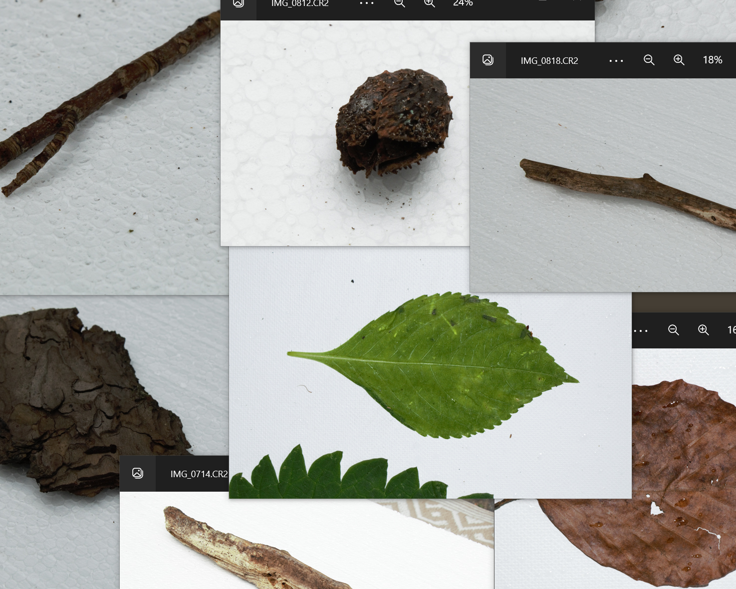 Photo reference of gathered elements