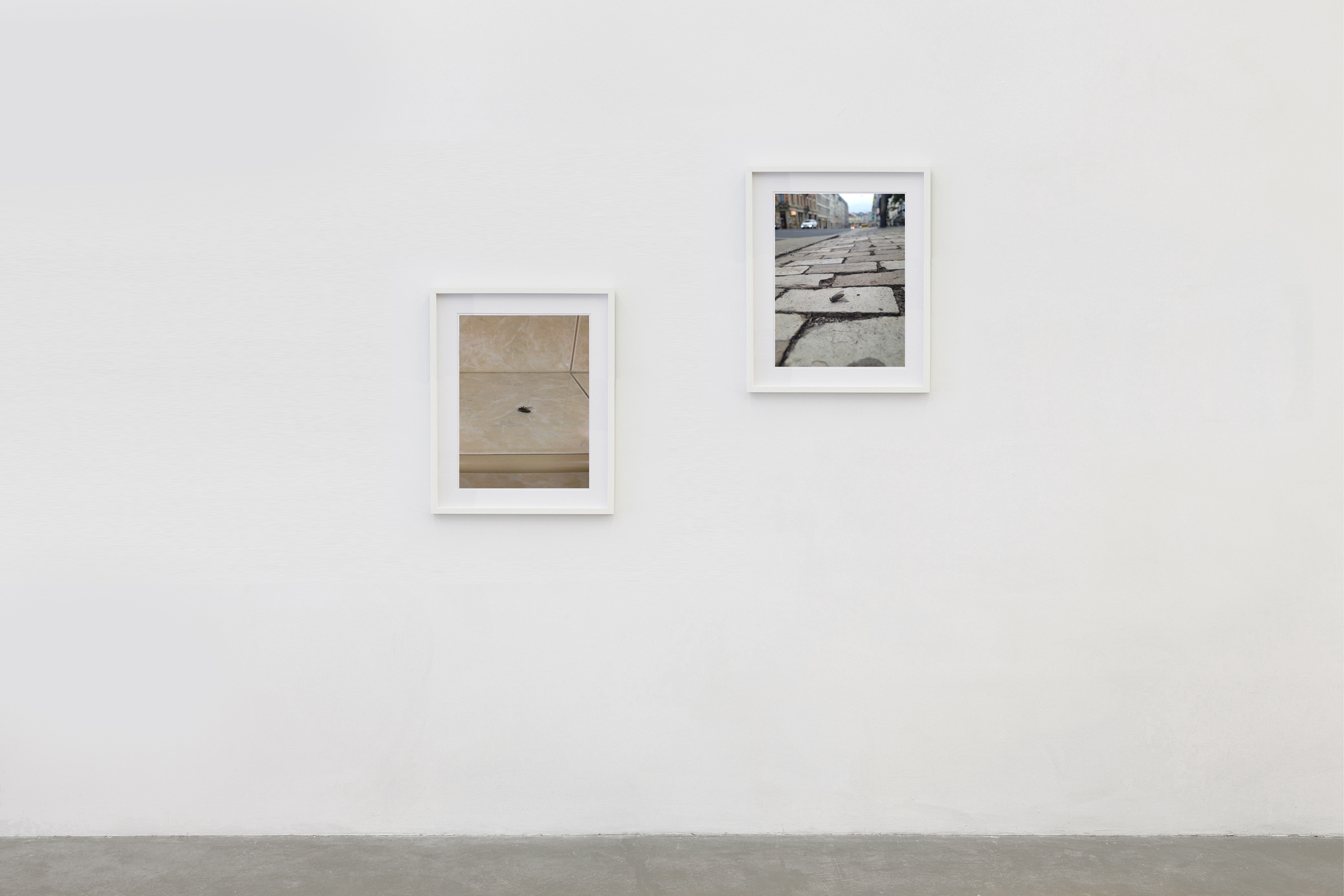 UNTITLED2 photo, sizes variables, 2017I moved a dead insect across the border from one country to another in my wallet