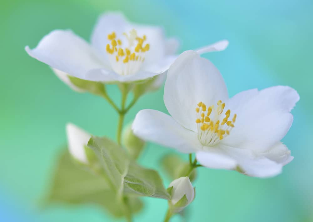 Nr. 151 Zimmetröseli / Philadelphus coronarius