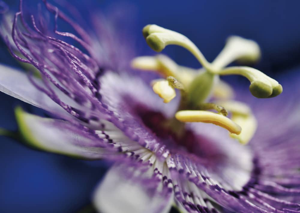 Nr. 008  Passionsblume