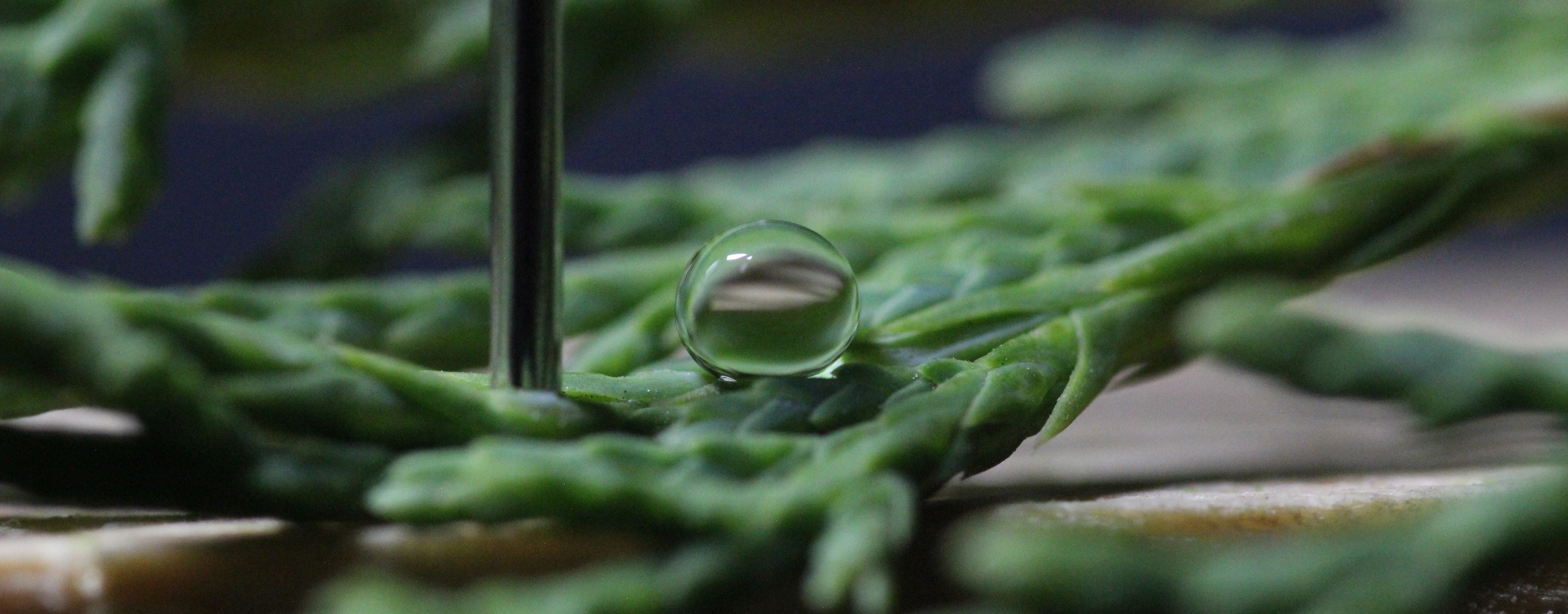 Water droplet on hydrophobic Juniper leaf (credit: Savannah Thomas)