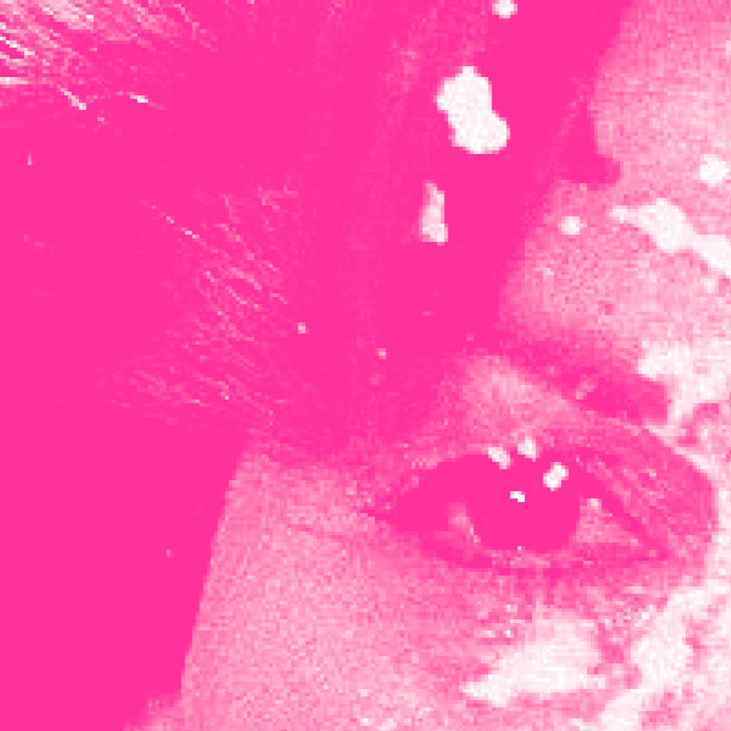 A closely cropped magenta-toned image of Anita Bryant’s face covered in pie. One piercing eye stares directly at the camera.
