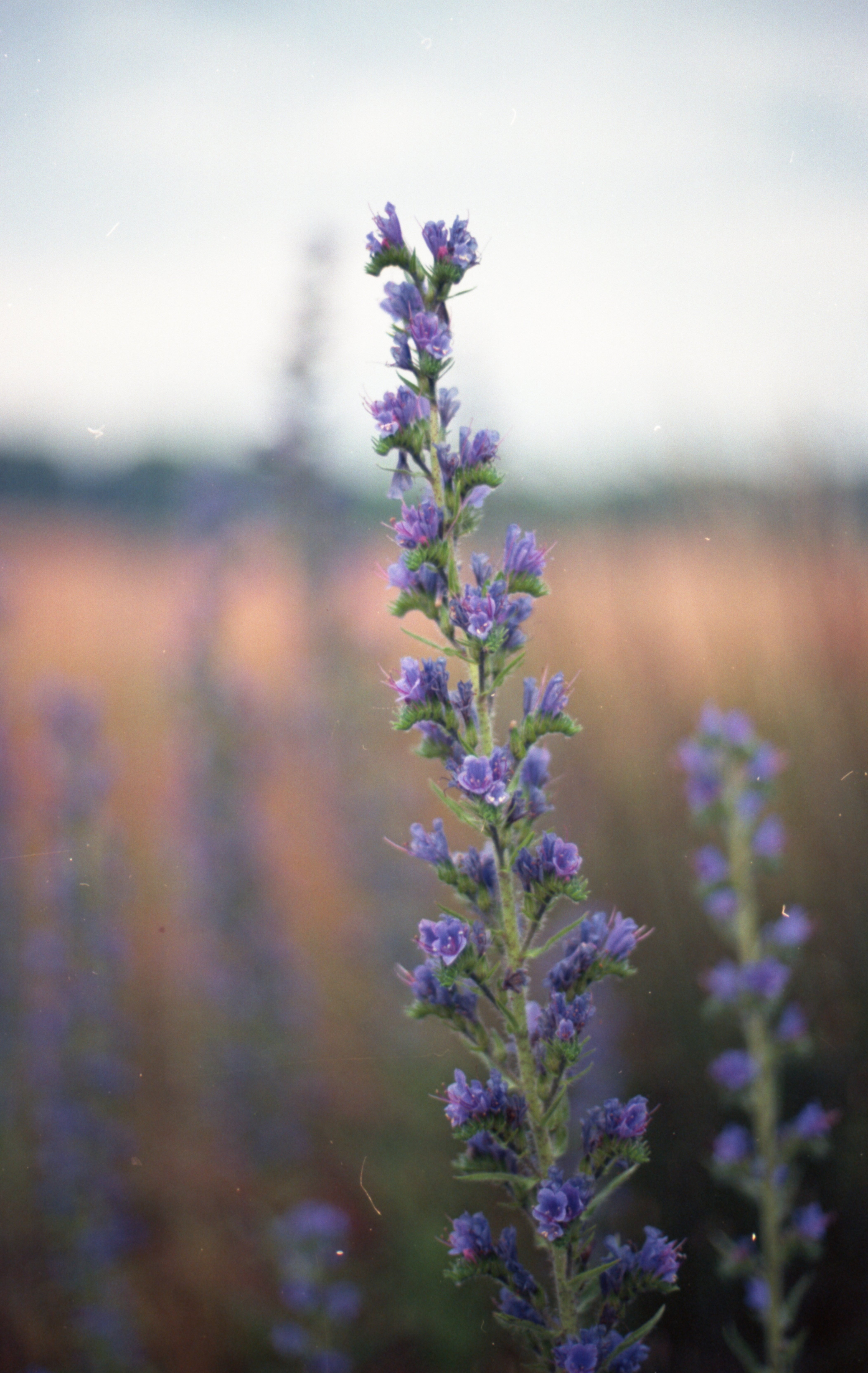 Germany | ألمانيا