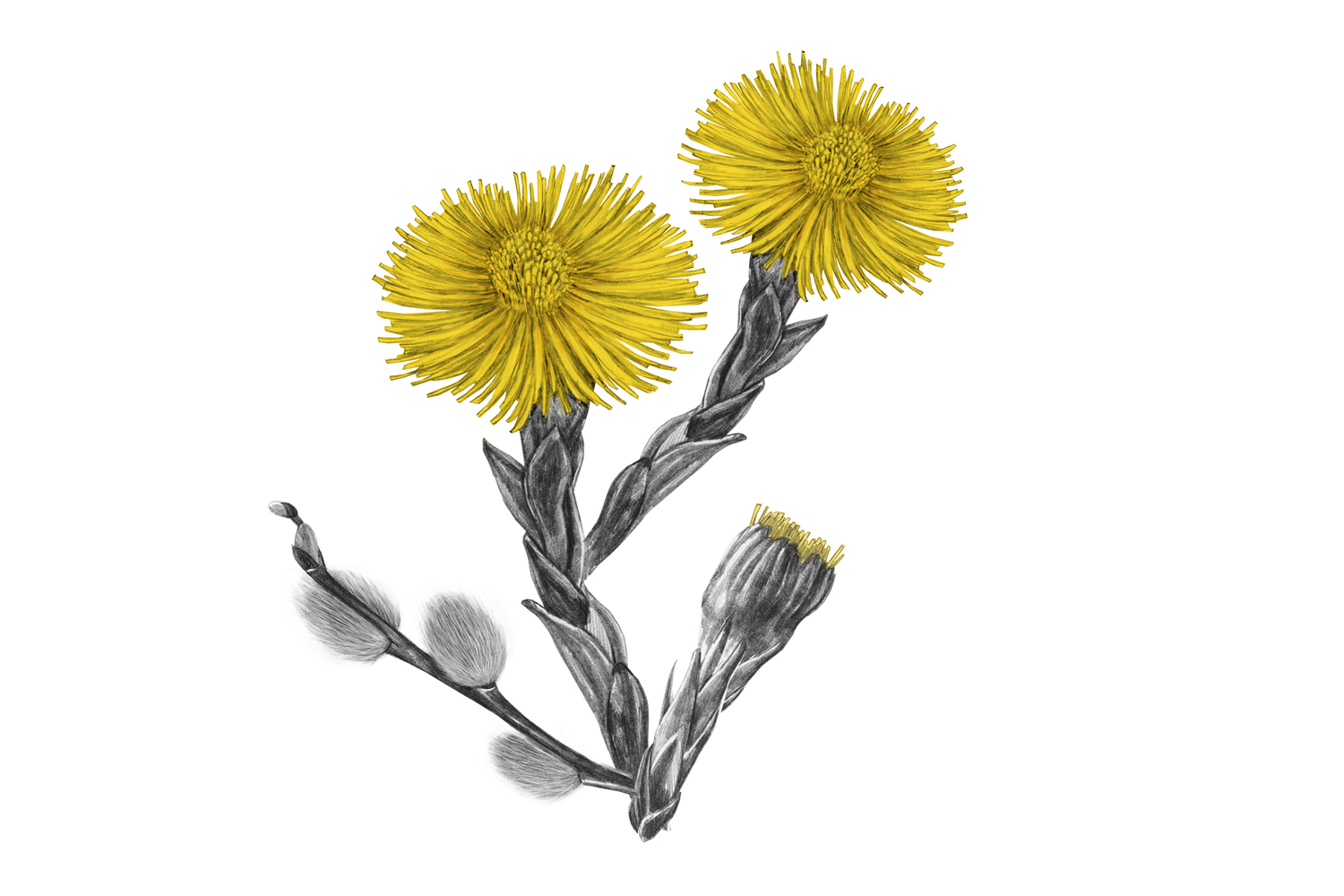 Tussilago