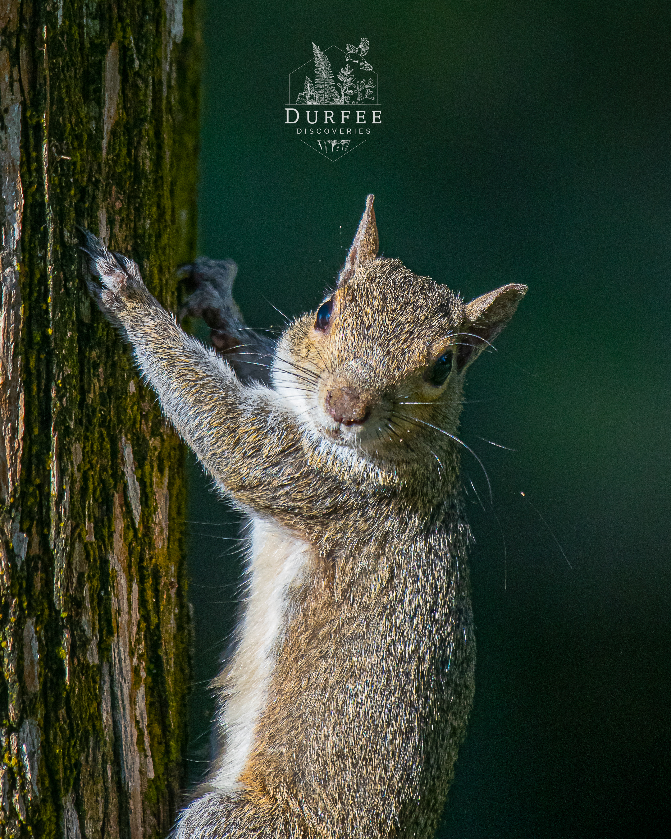 Eastern Gray Squirrel - Palm Harbor, FL