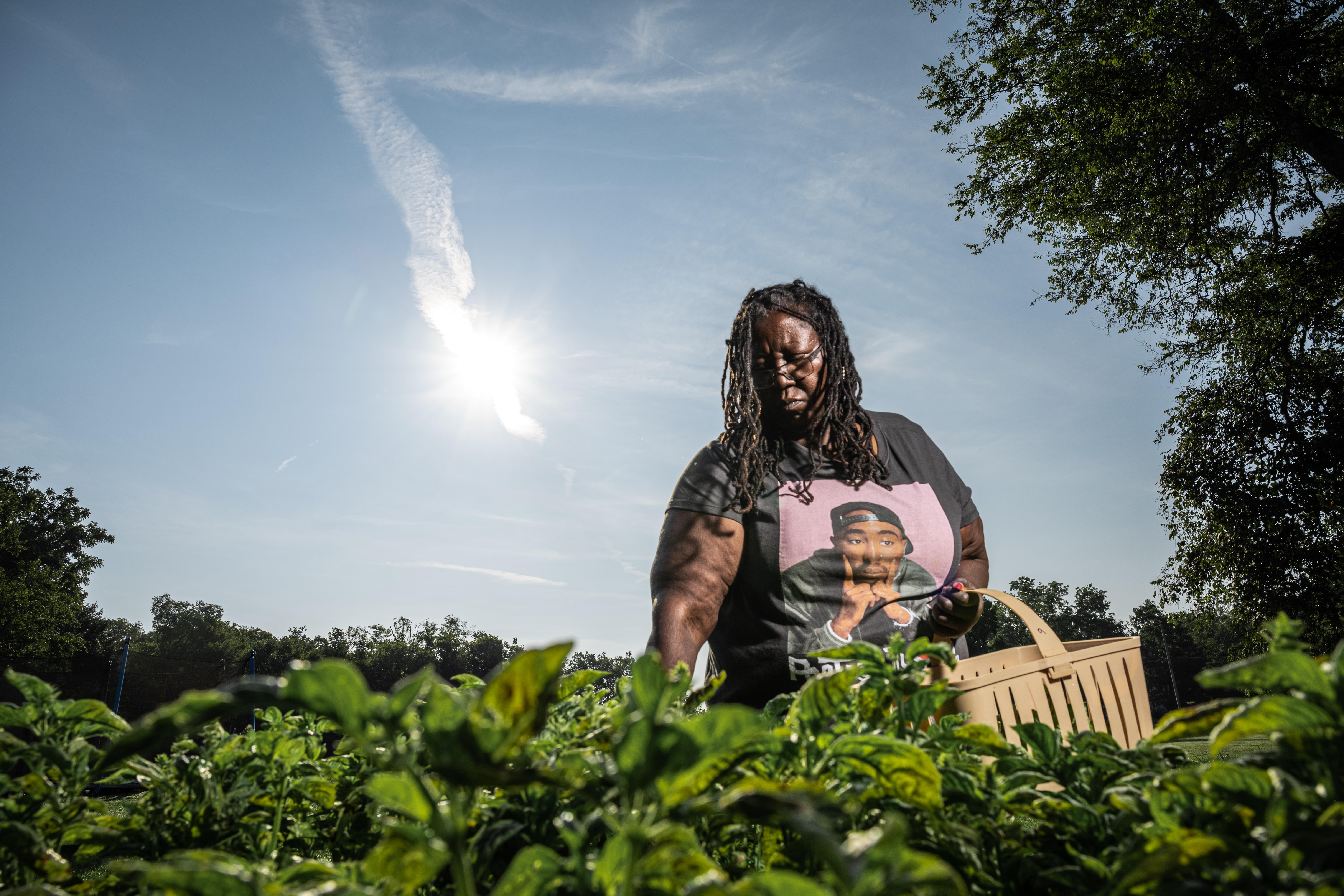 Photo of someone with a dark skin tone, shoulder length locs, a black print t-shirt, and carrying a basket, is seen from slightly underneath as they harvest from a field by hand. The sun is bright and is directly behind in a blue summer sky.
