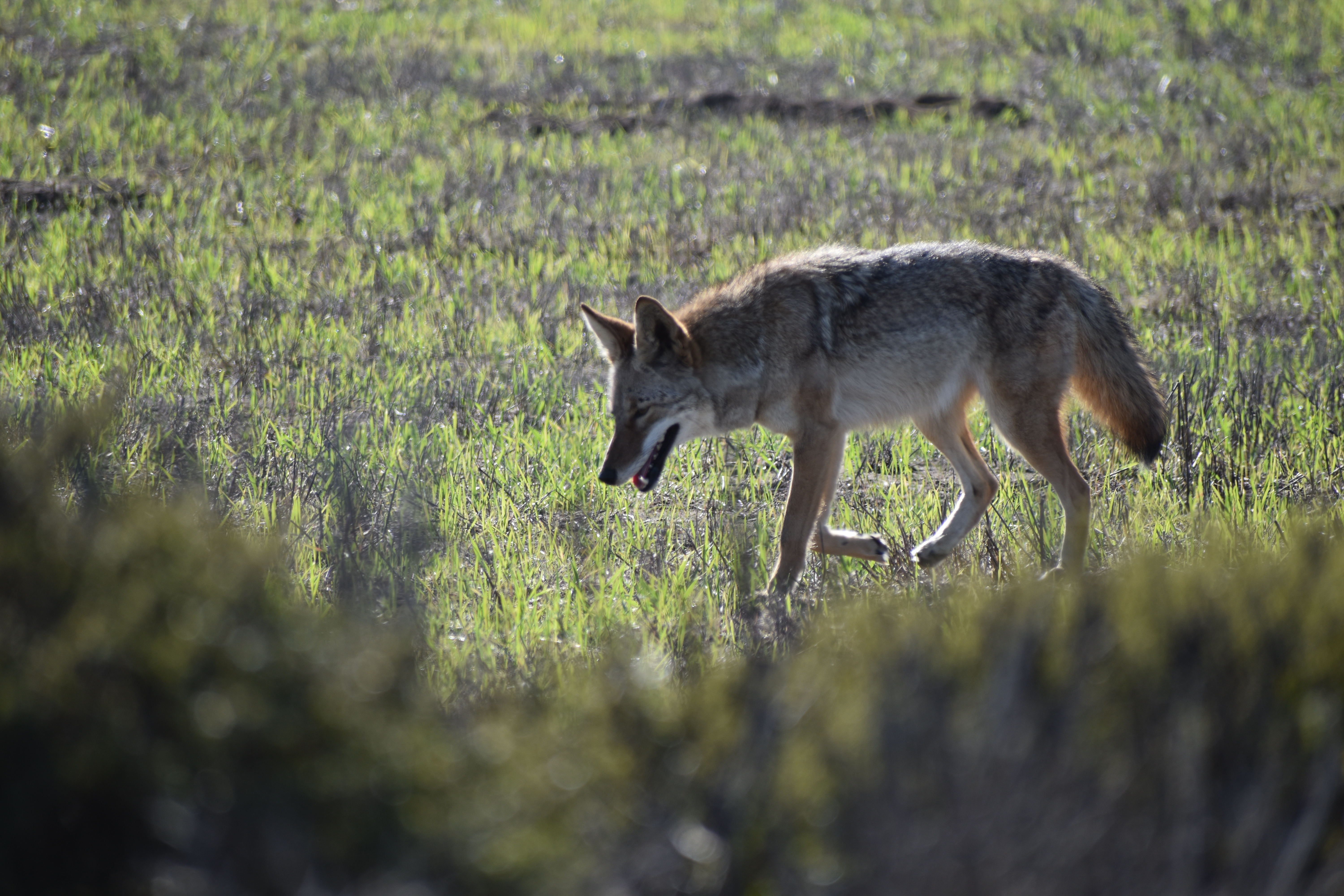 Coyote, Point Reyes, CA