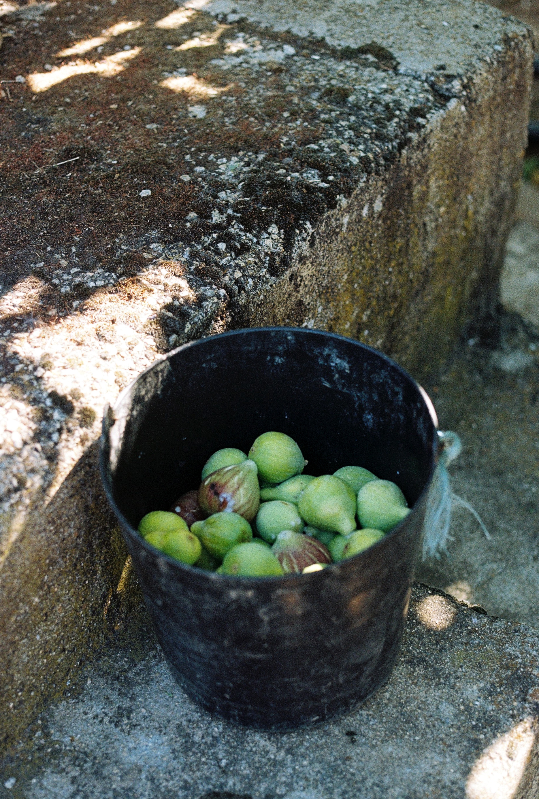 Carviçais Portugal, 2024, Canon FTb