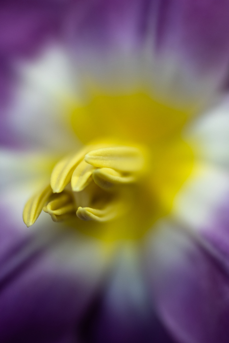 General Arts Scholarship ($100), Priscilla Hernandez, Purple Tulip, 8" x 10", pigment print