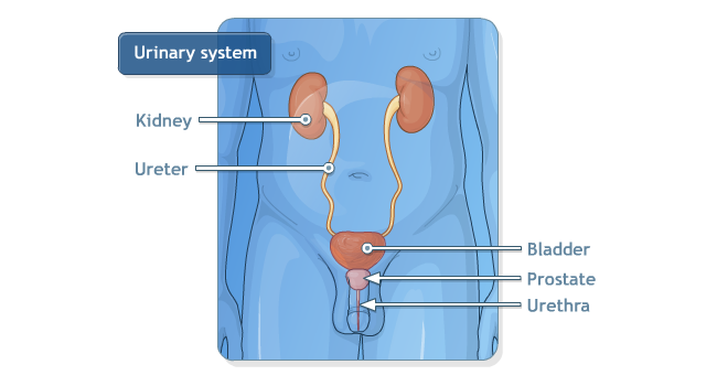 Urology Nephrology Third Left Studios