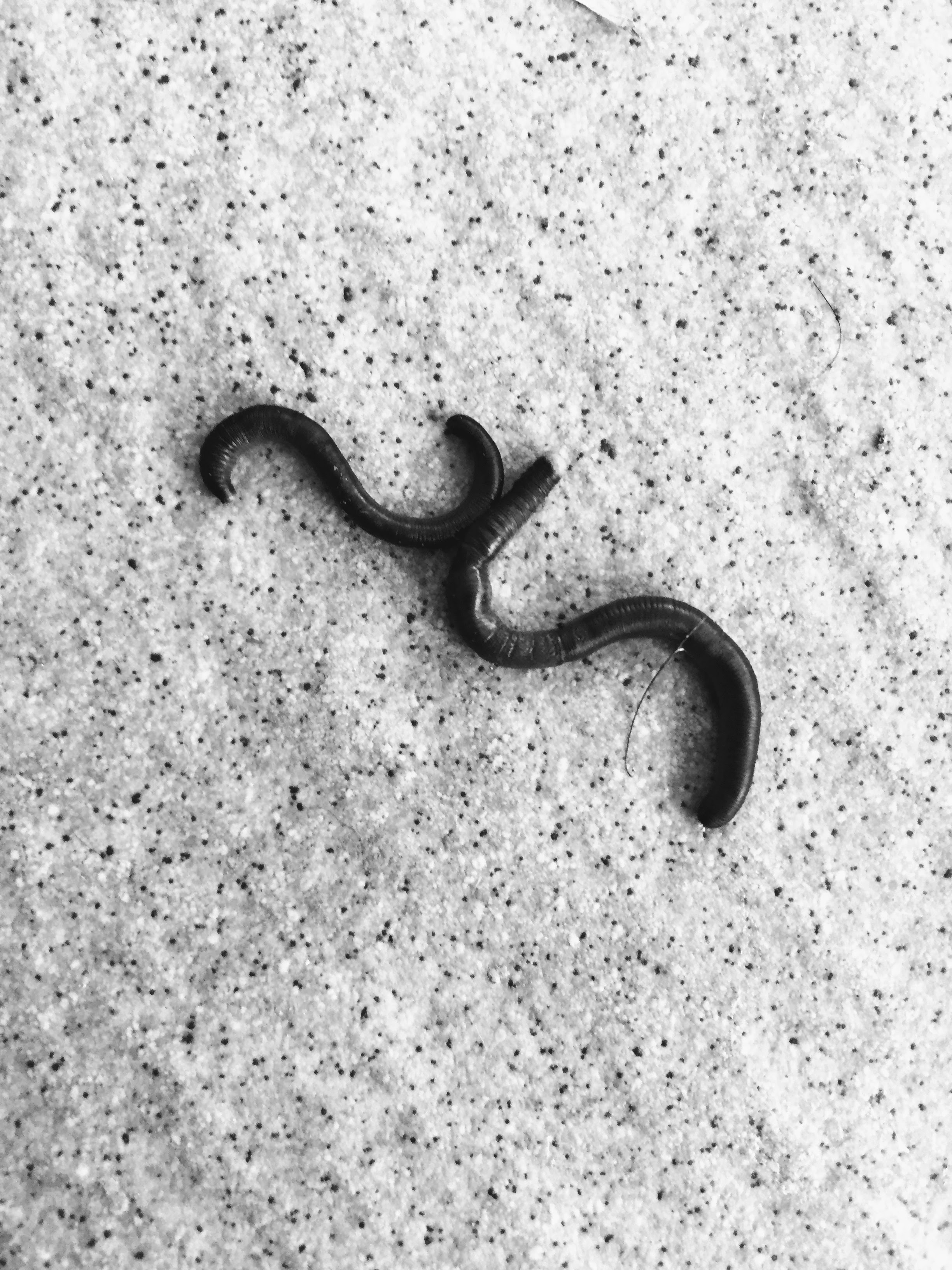 Monogramma di lombrichi, Bologna, 9-4-16