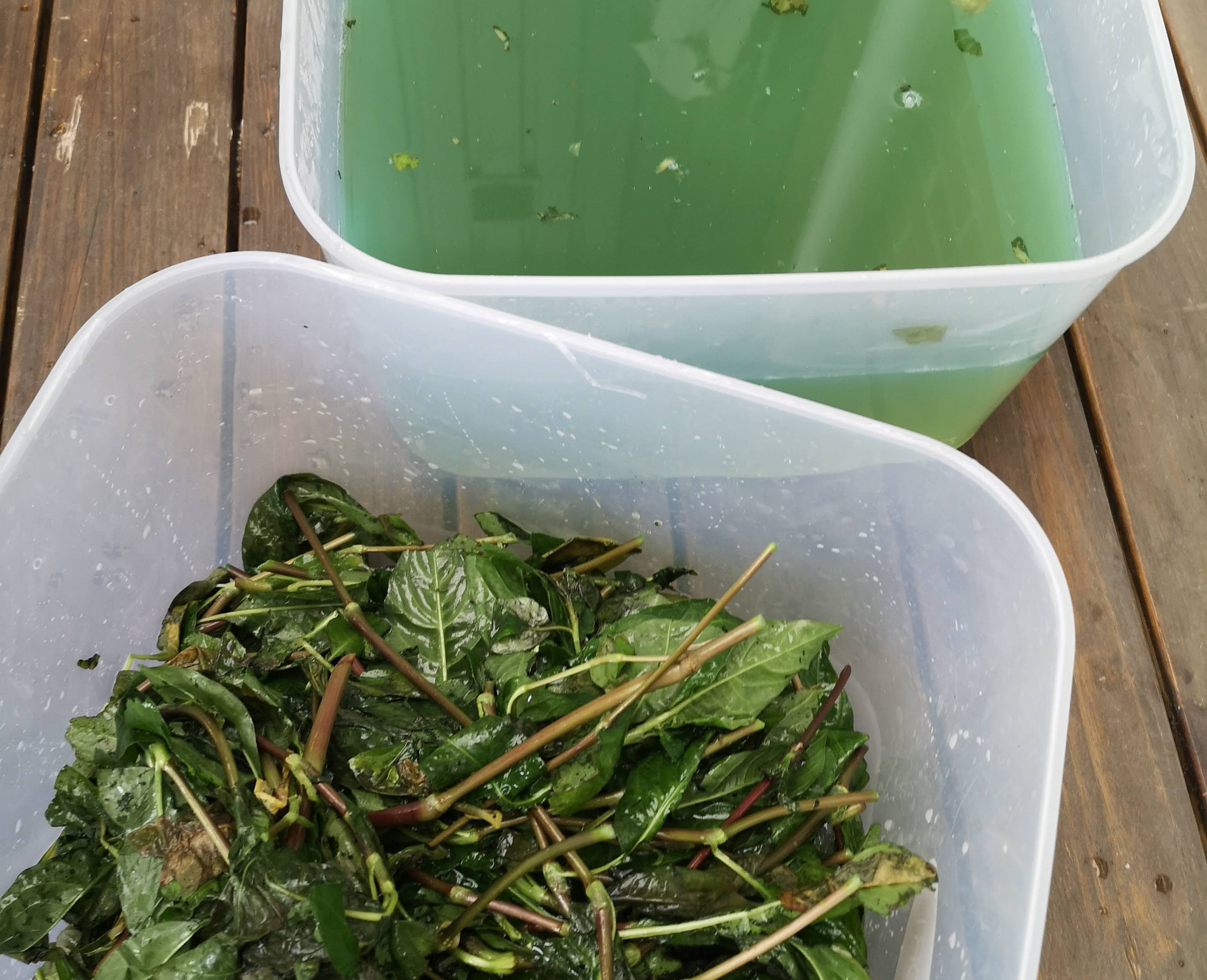 turquoise green water after fermentation