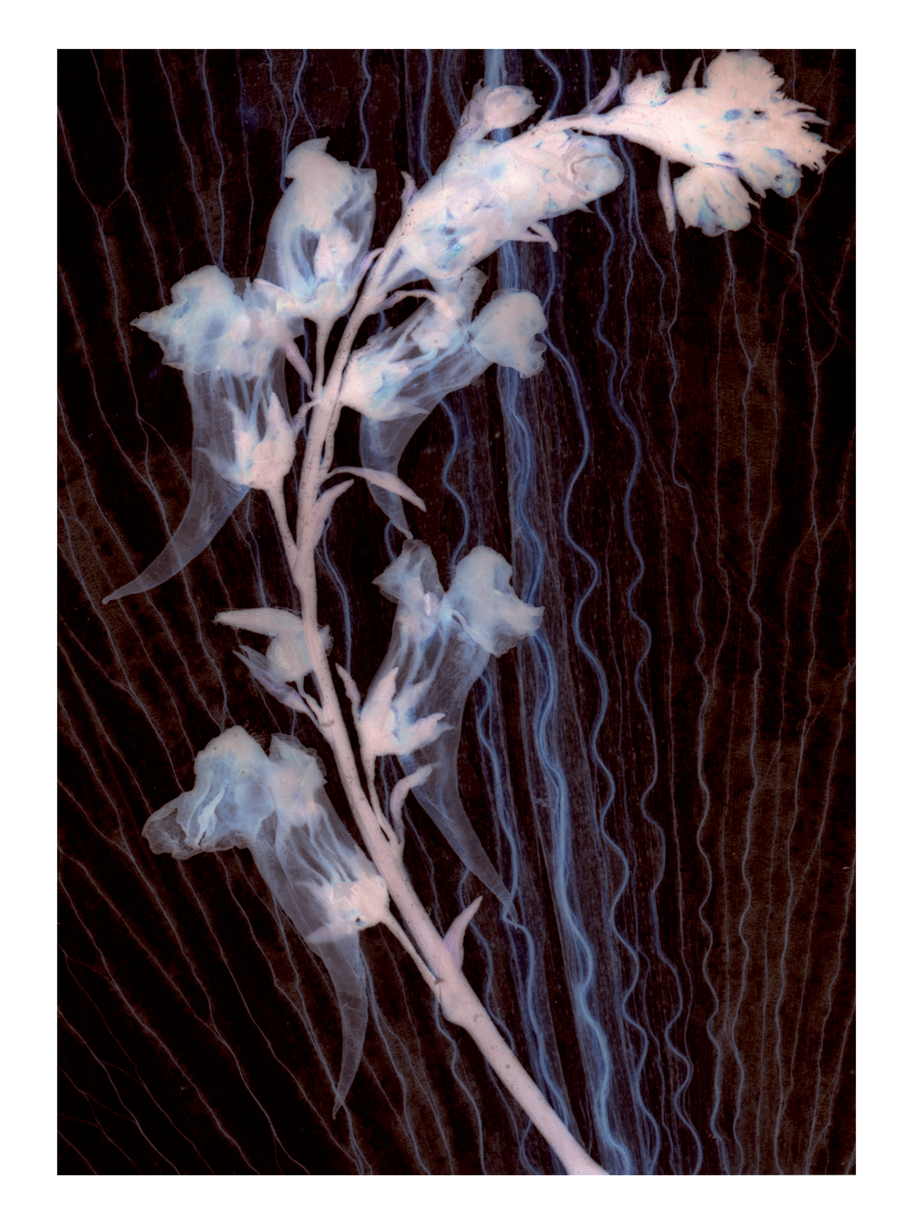 Ph(y)toform 5, 19.8 x 29.2cm, Giclée print of Fine Art Rag Matt