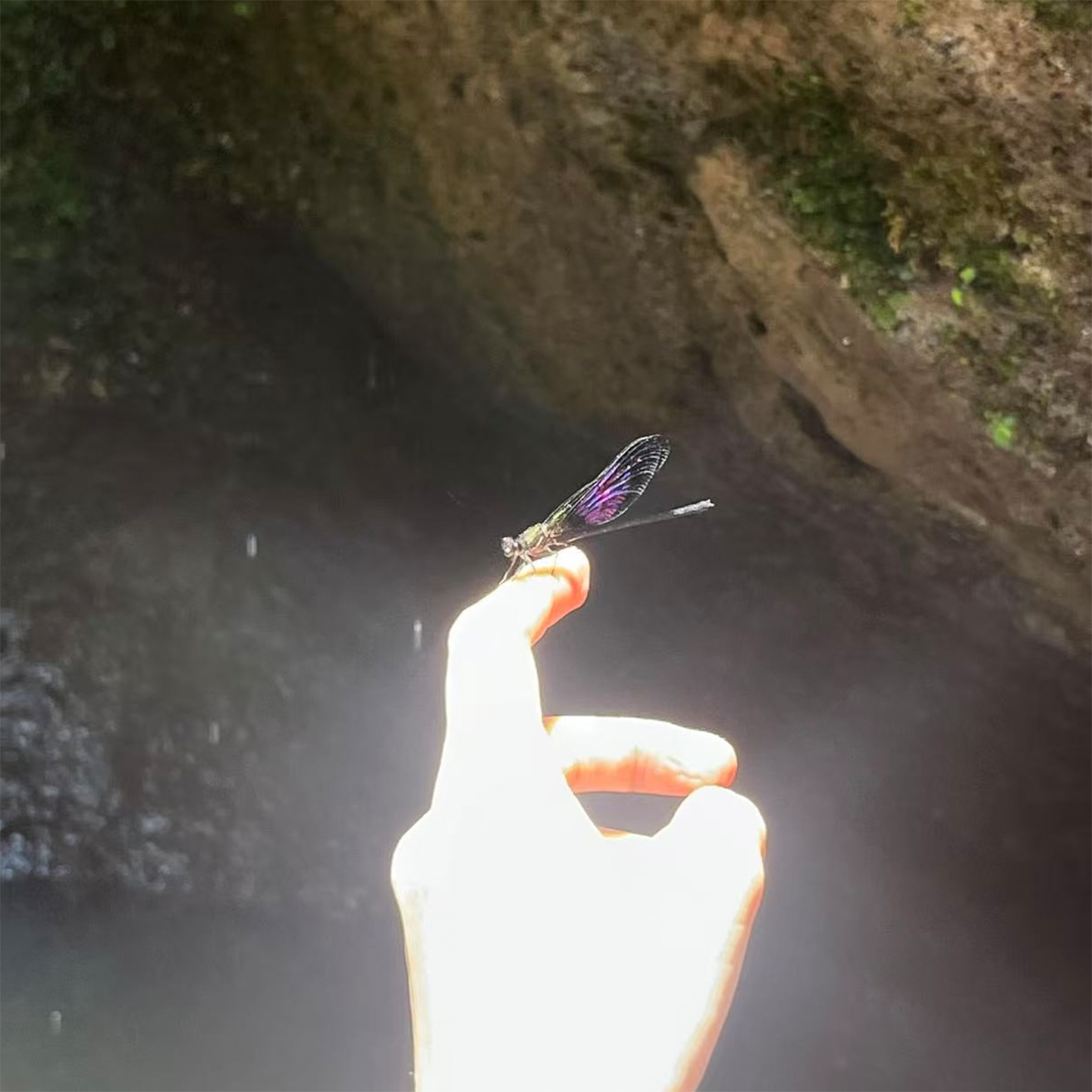 小满 (Chrysalis）（New Single)