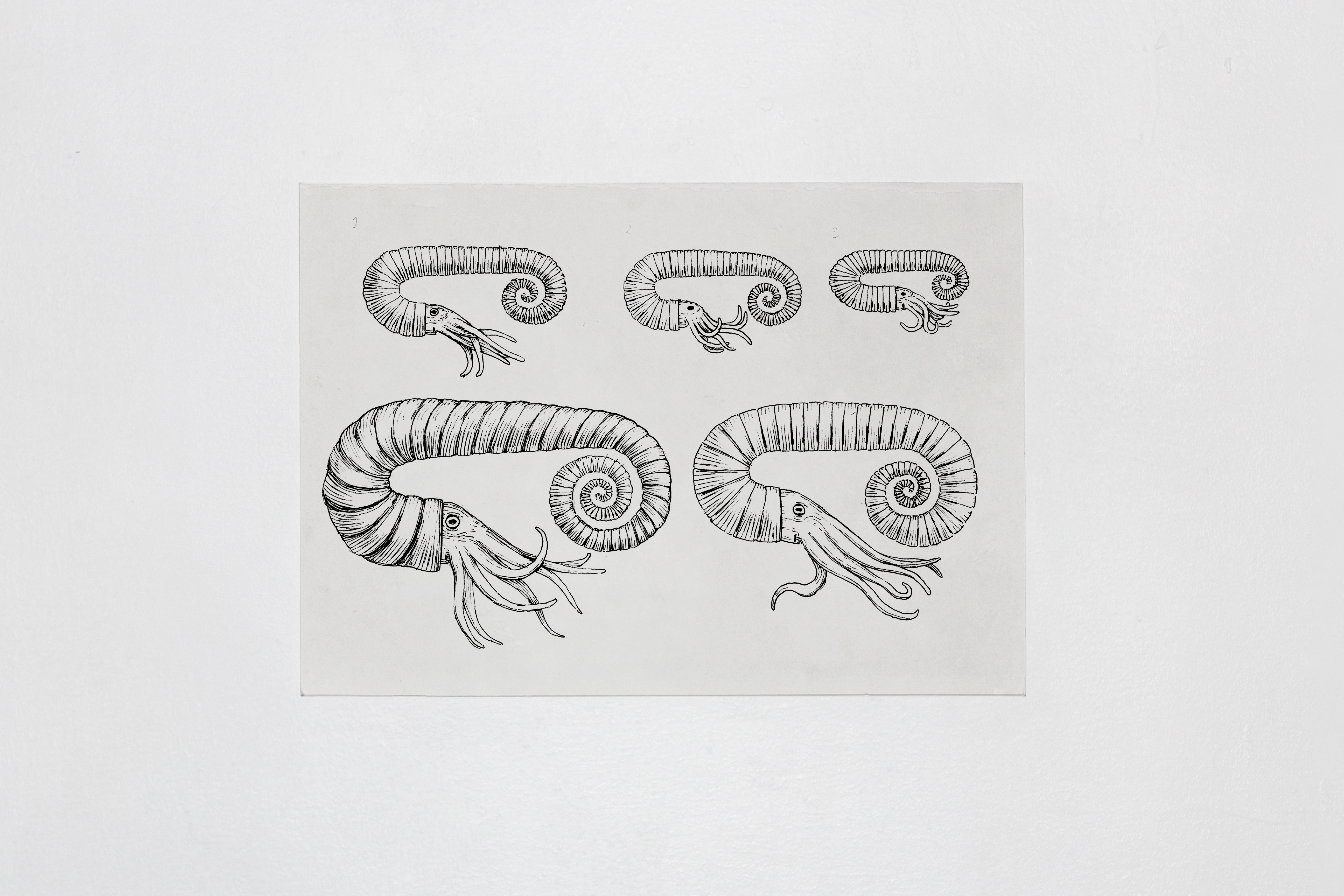 Heteromorph ammonites, ink on paper, 297 x 210 mm - Buckinghamshire County Museum