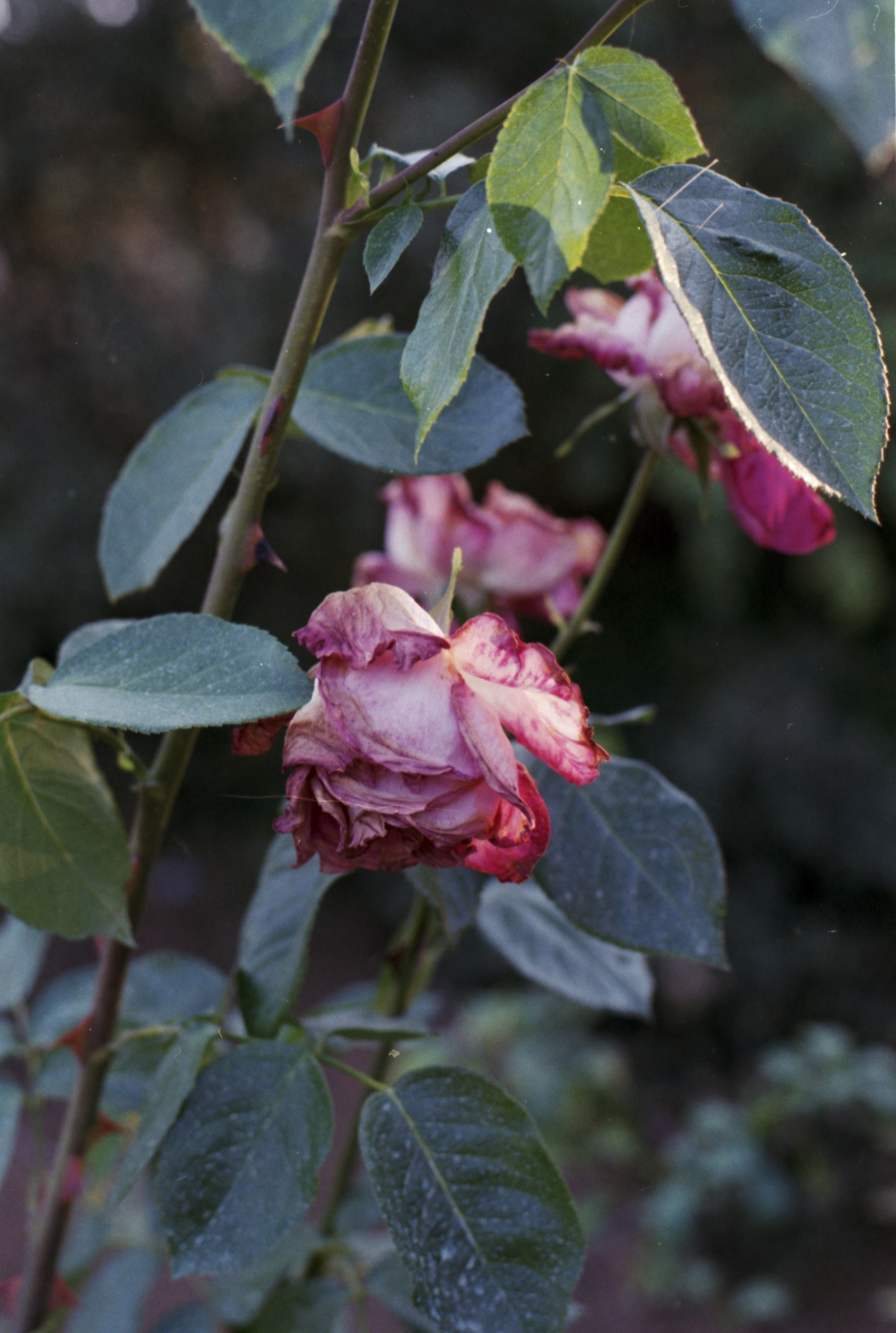 Diary, Flowers and Plants