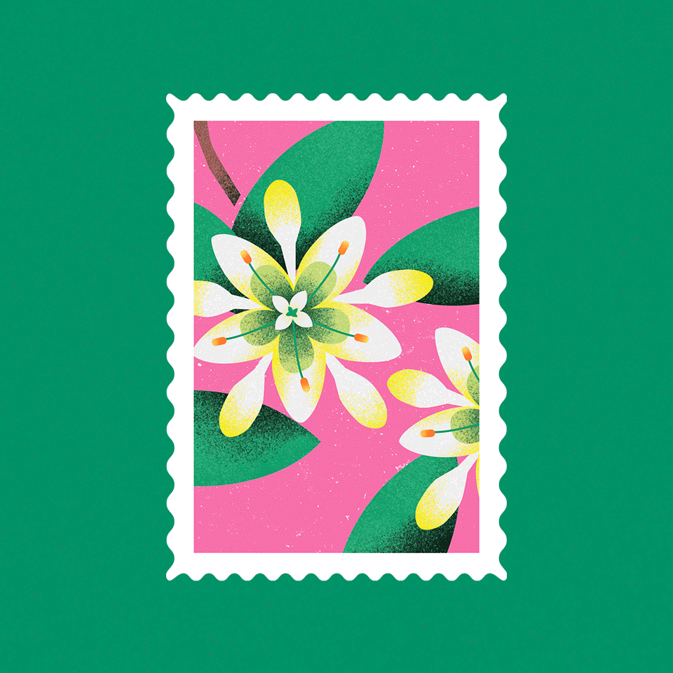 Láminas Ilustradas de Flora Nativa — 2023