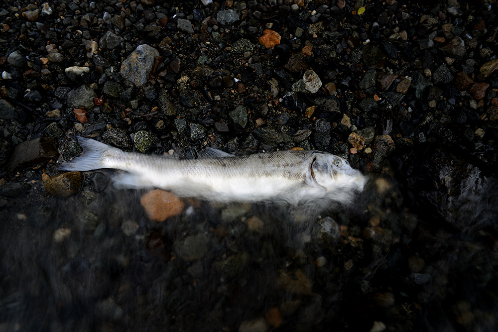 Life around Swan, Kalmalka and Okanagan lakes during a residency at Caetani Cultural Centre and Allan Brooks Nature Centre, Vernon BC Canada 2013.
