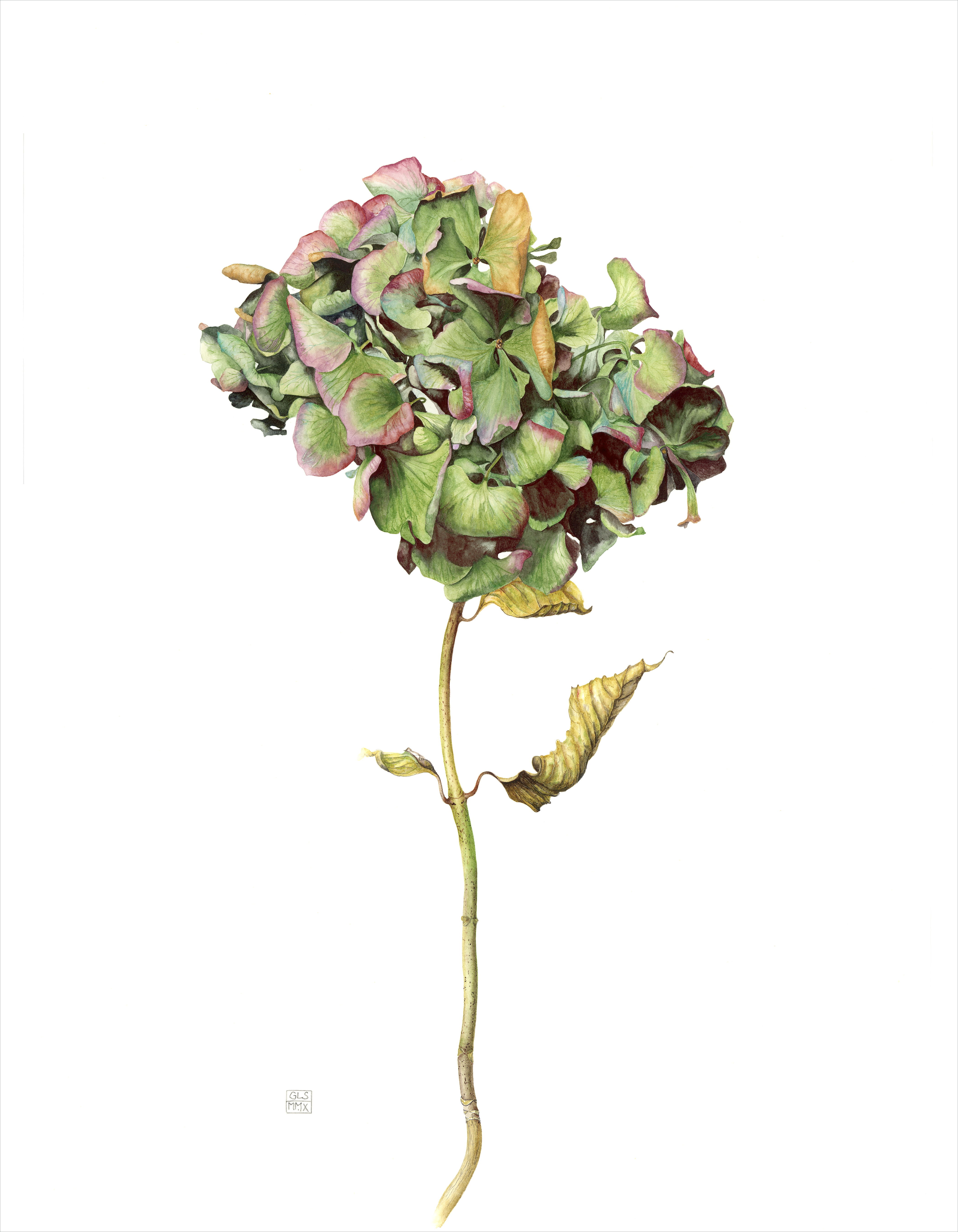 Hydrangea macrophylla Alpengluhen