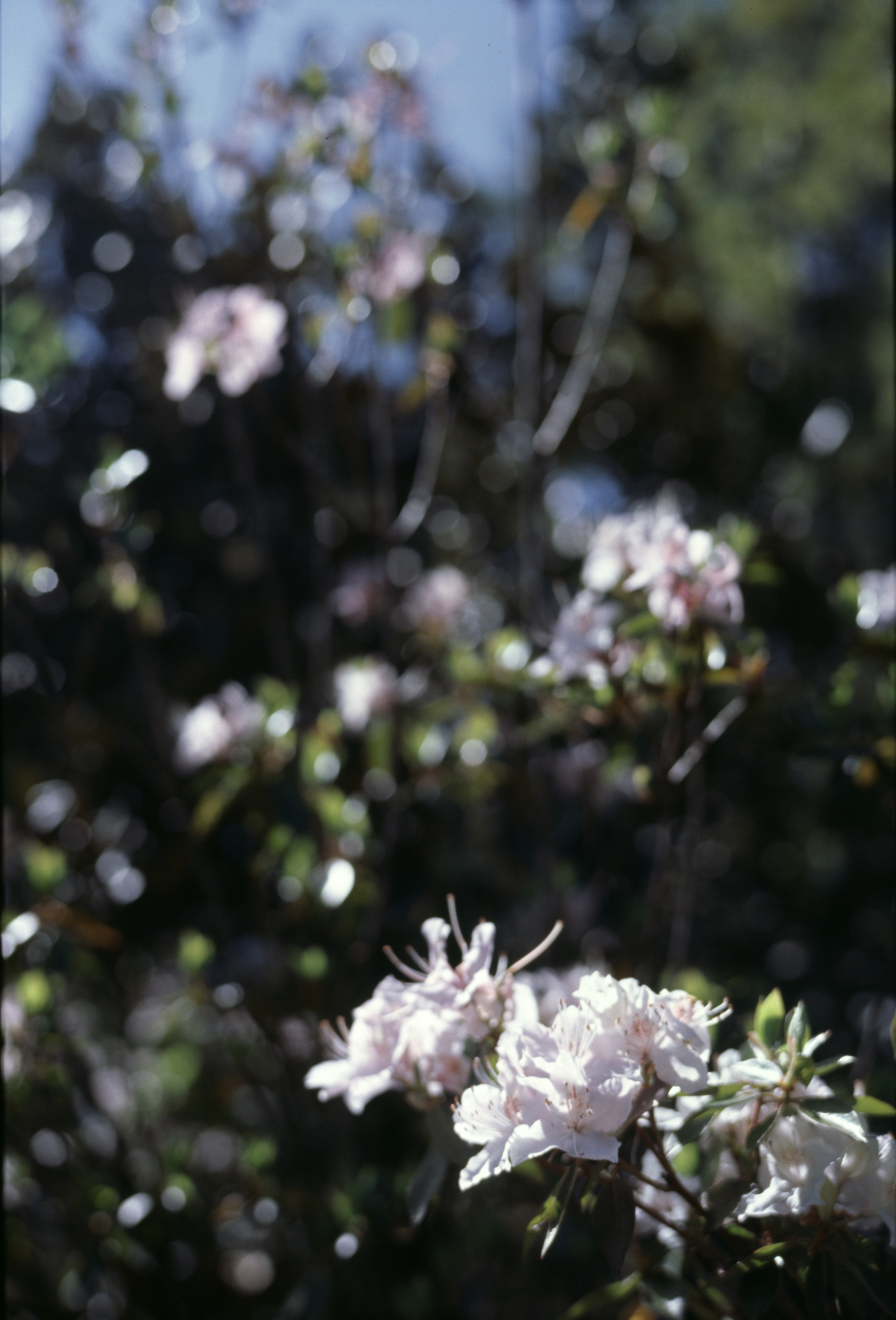 Native white azaleas of Yunnan