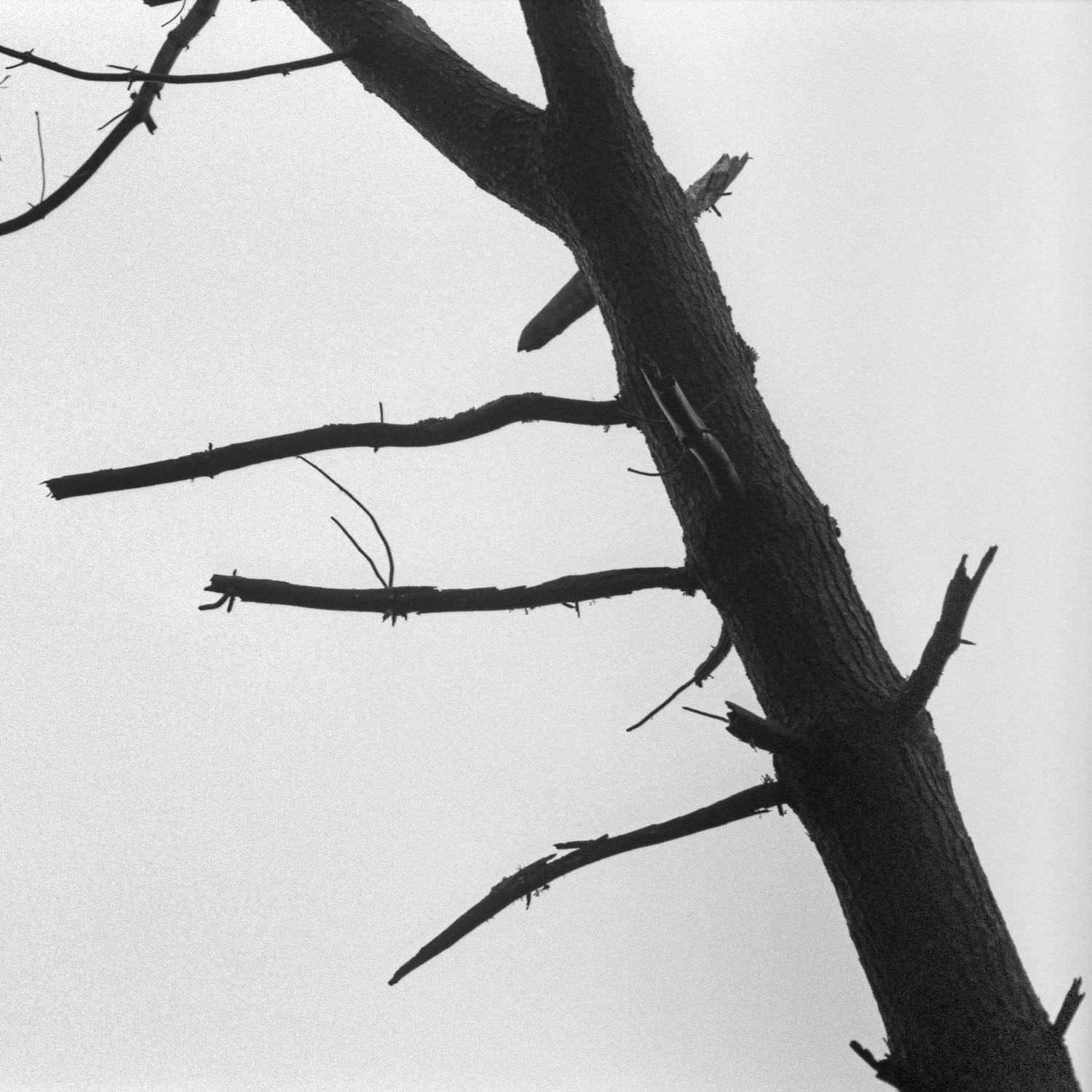 P. pinaster, La Tranche-sur-Mer | March 2018.