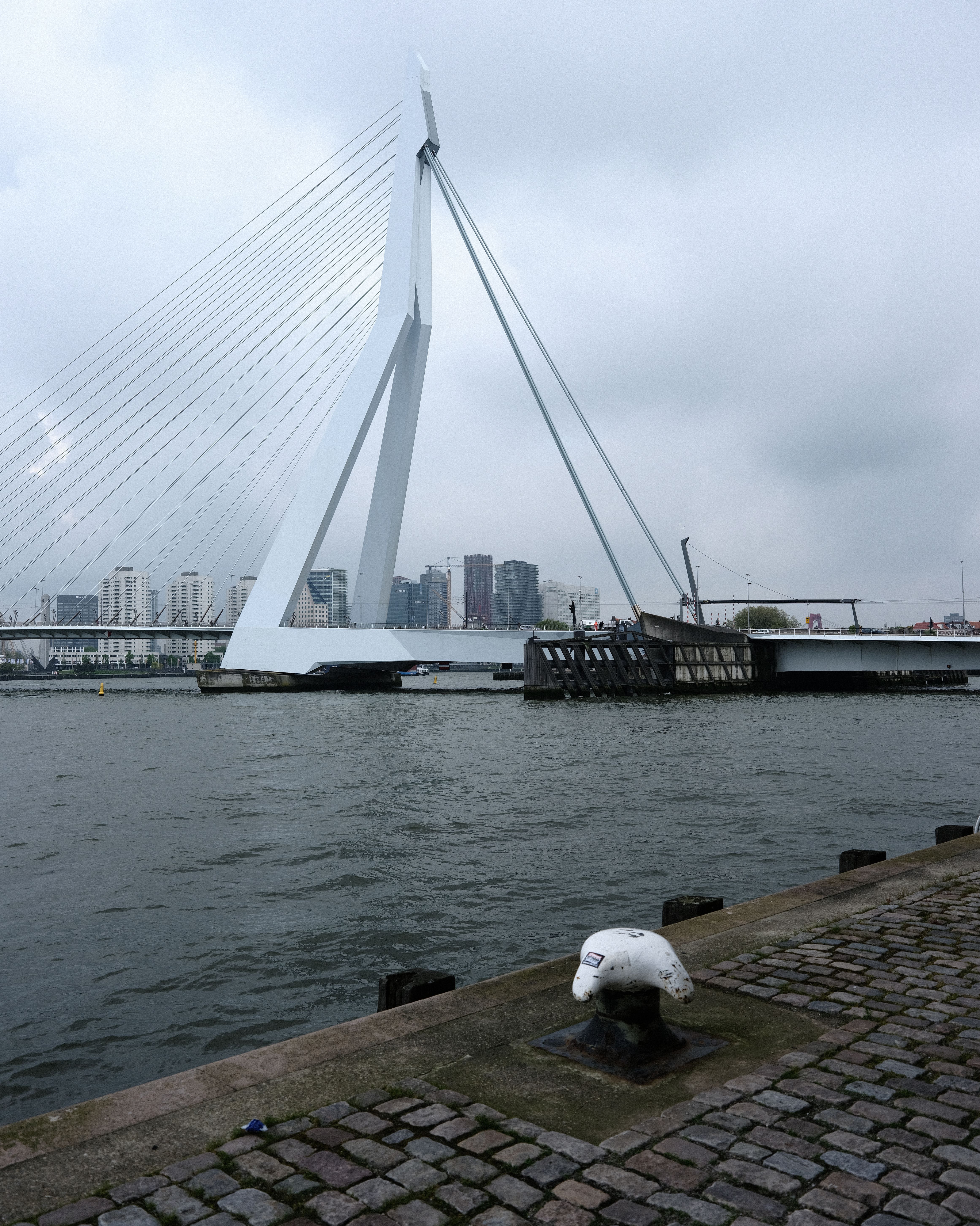Erasmus bridge, Rotterdam