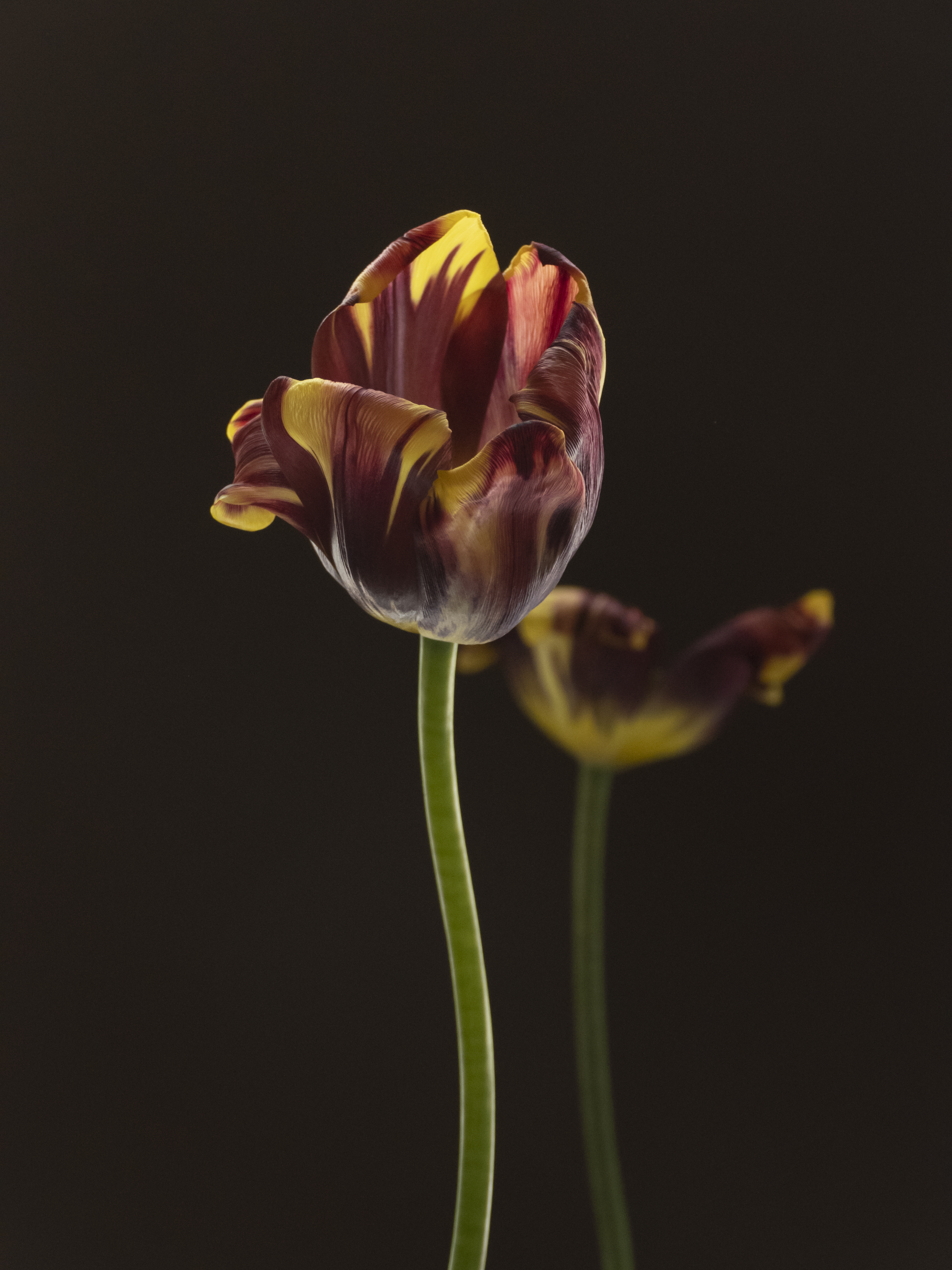 Tulip 1637 [13], #14