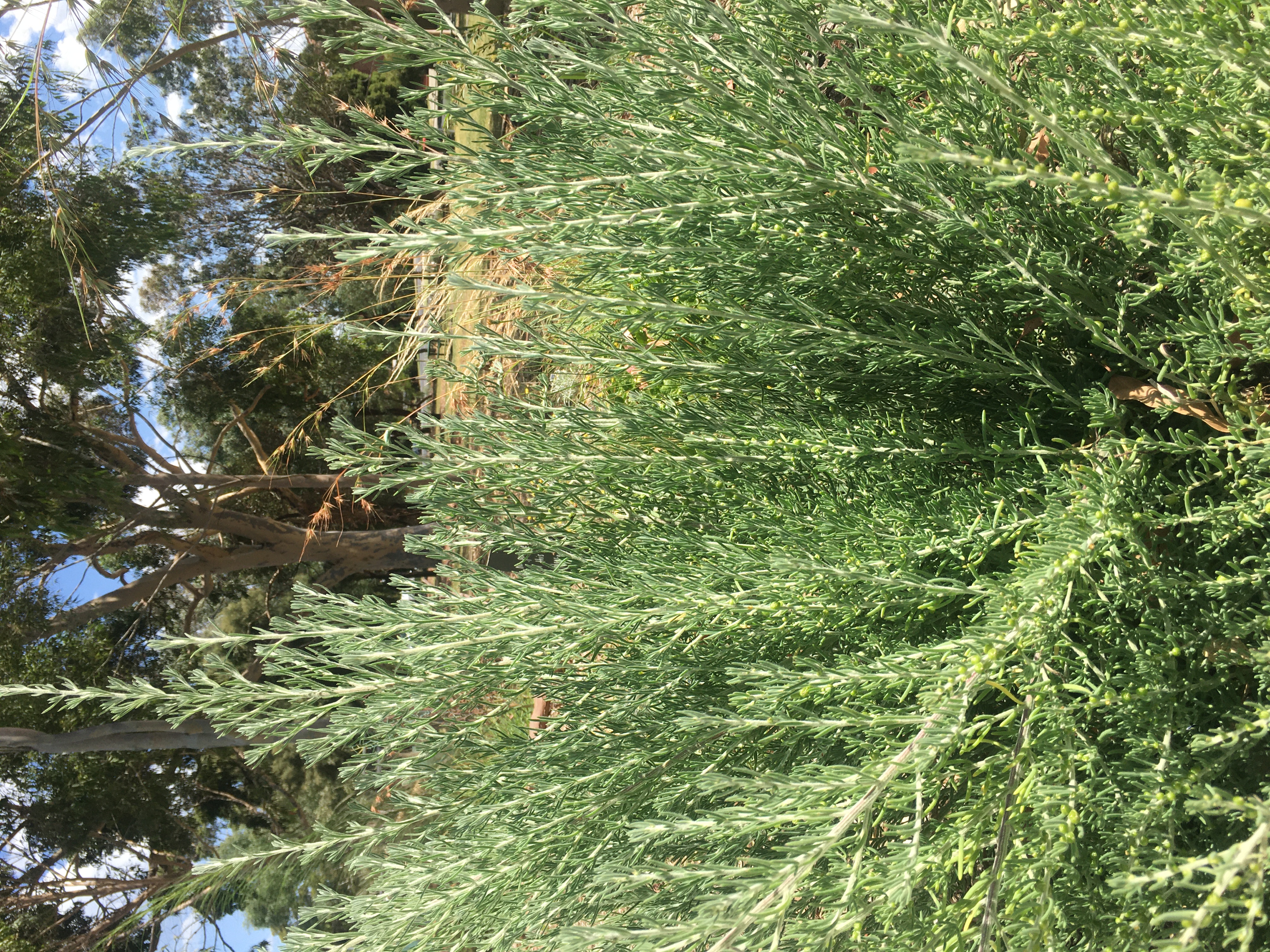 enchylaena tomentosa var. tomentosa (ruby saltbush) 