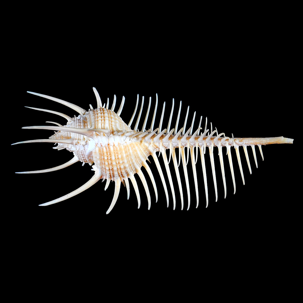 Murex pecten (Lightfoot, 1786)