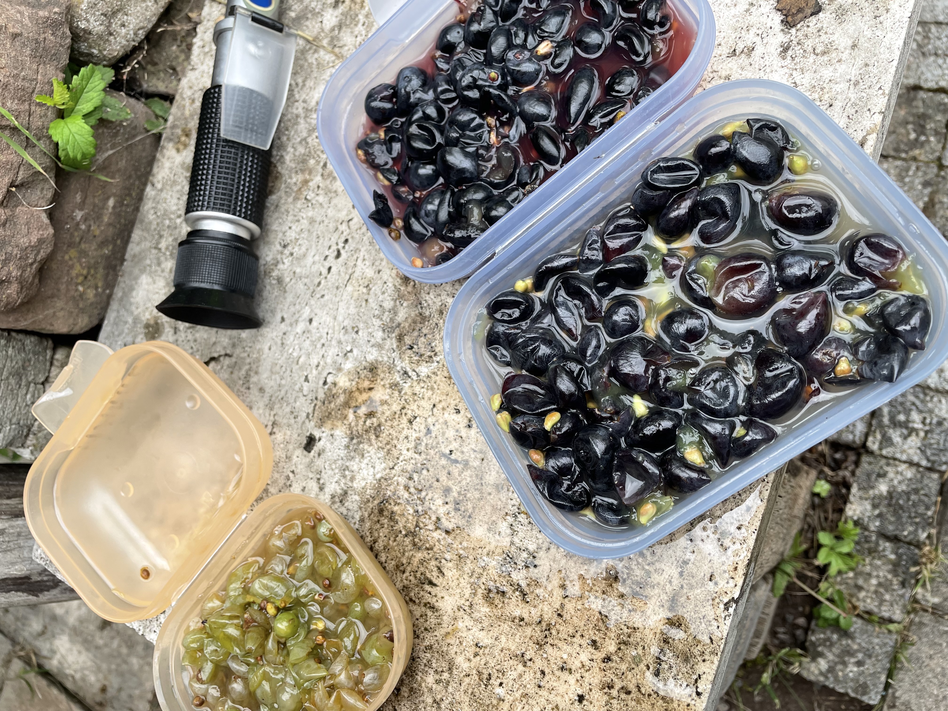 Oechsle-Messen mit dem Refraktometer