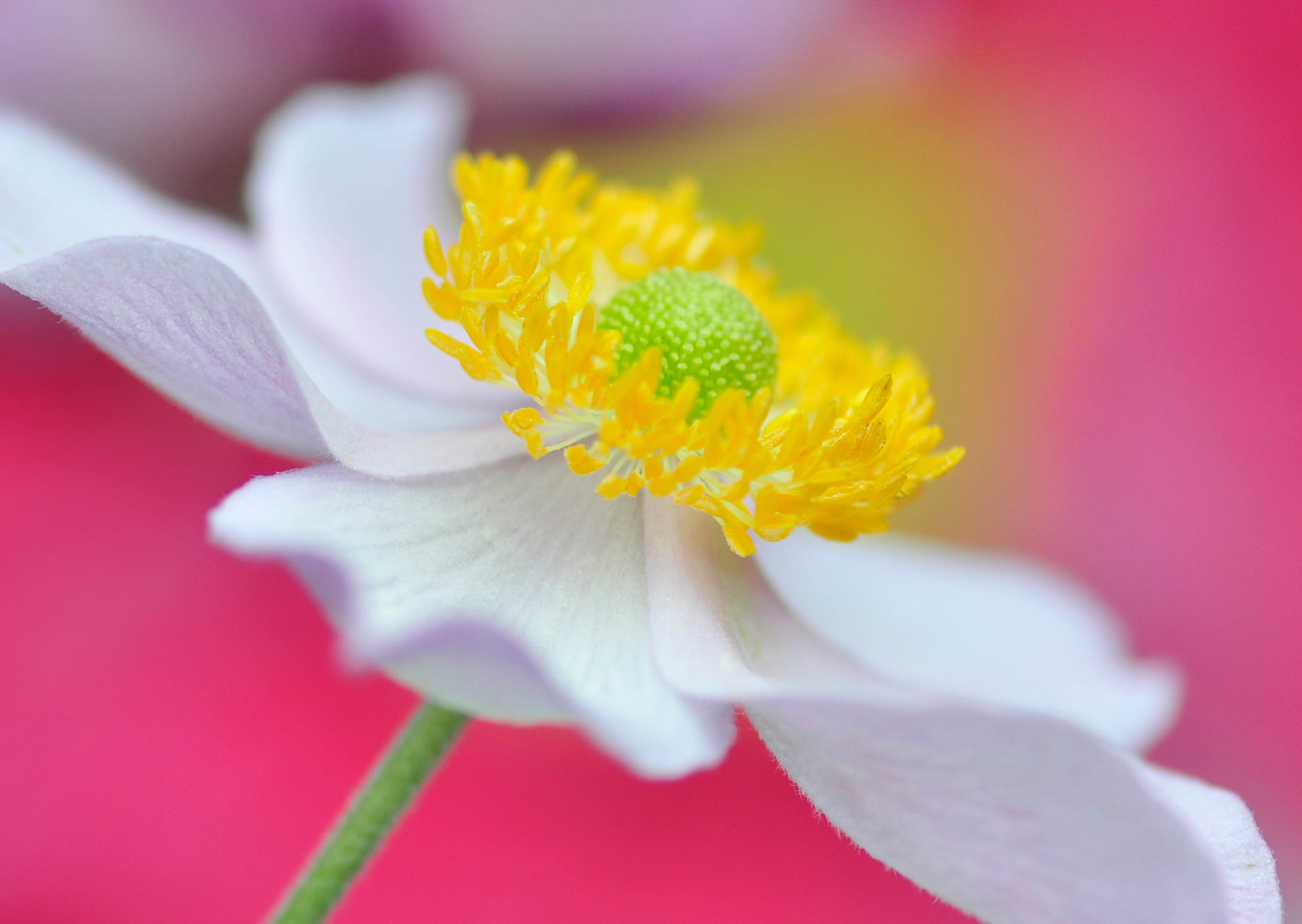 Nr. 272 Anemone japonica