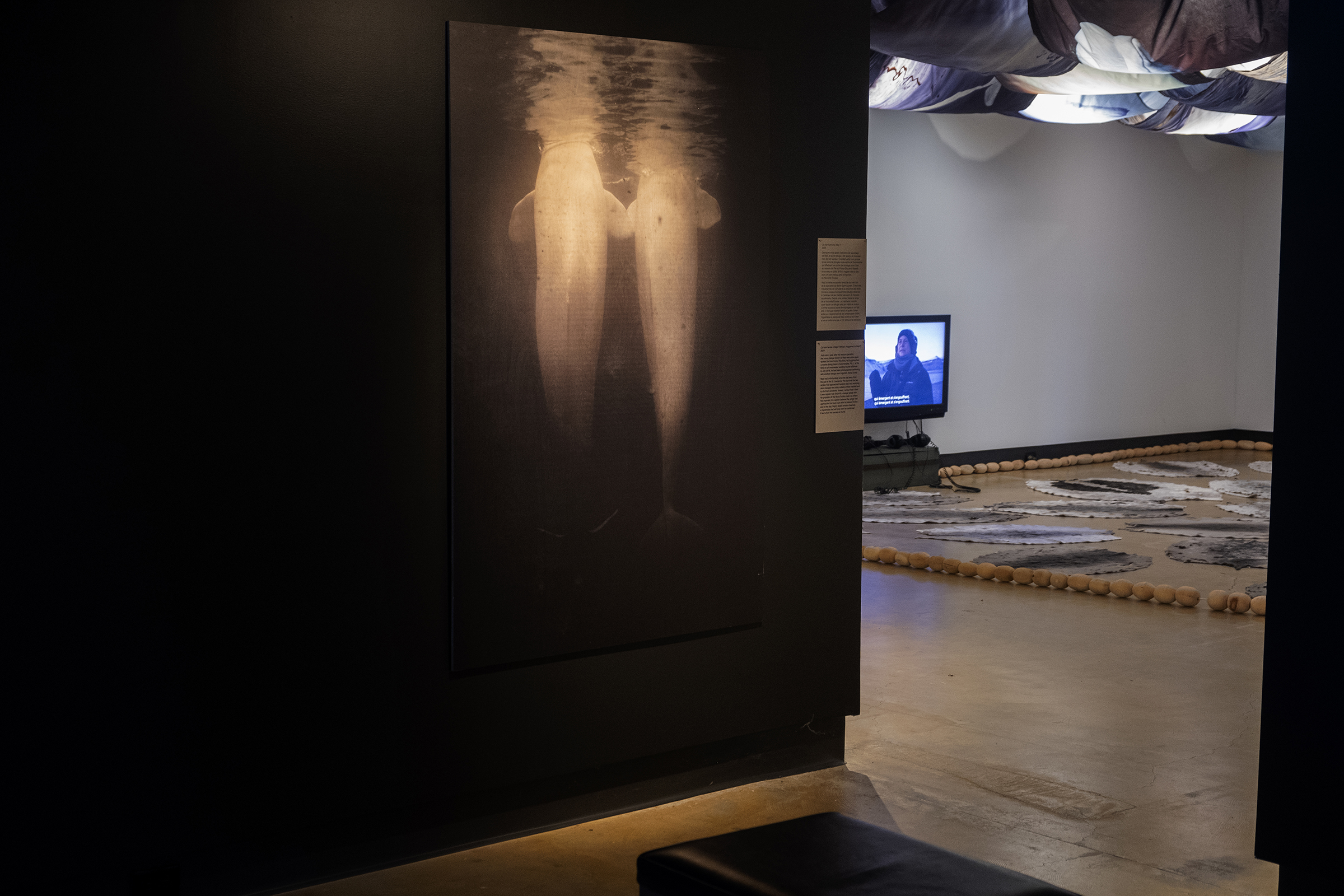 Dans l'œil du béluga, Galerie d’art Louise-et-Reuben-Cohen de l'Université de Moncton, 2025