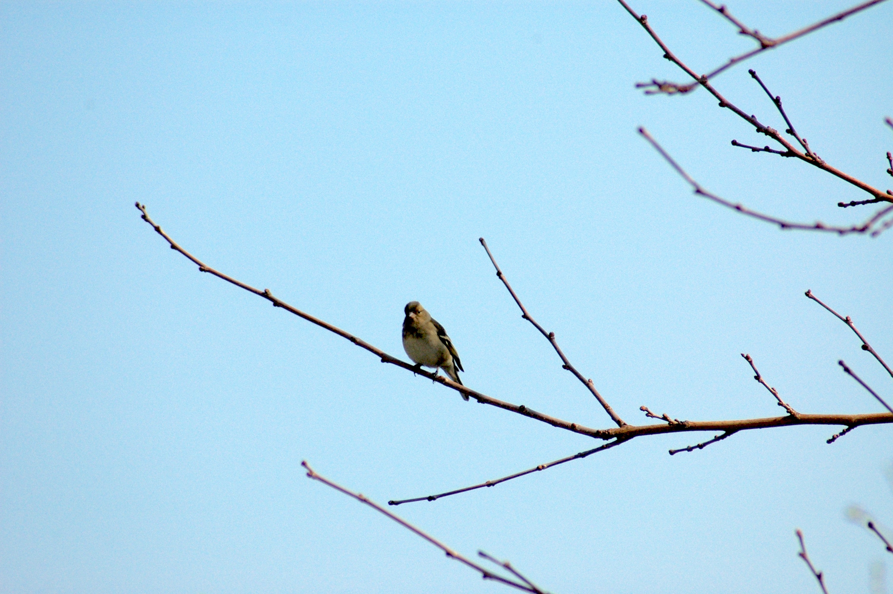 09.03.2012, Orta Bahçe