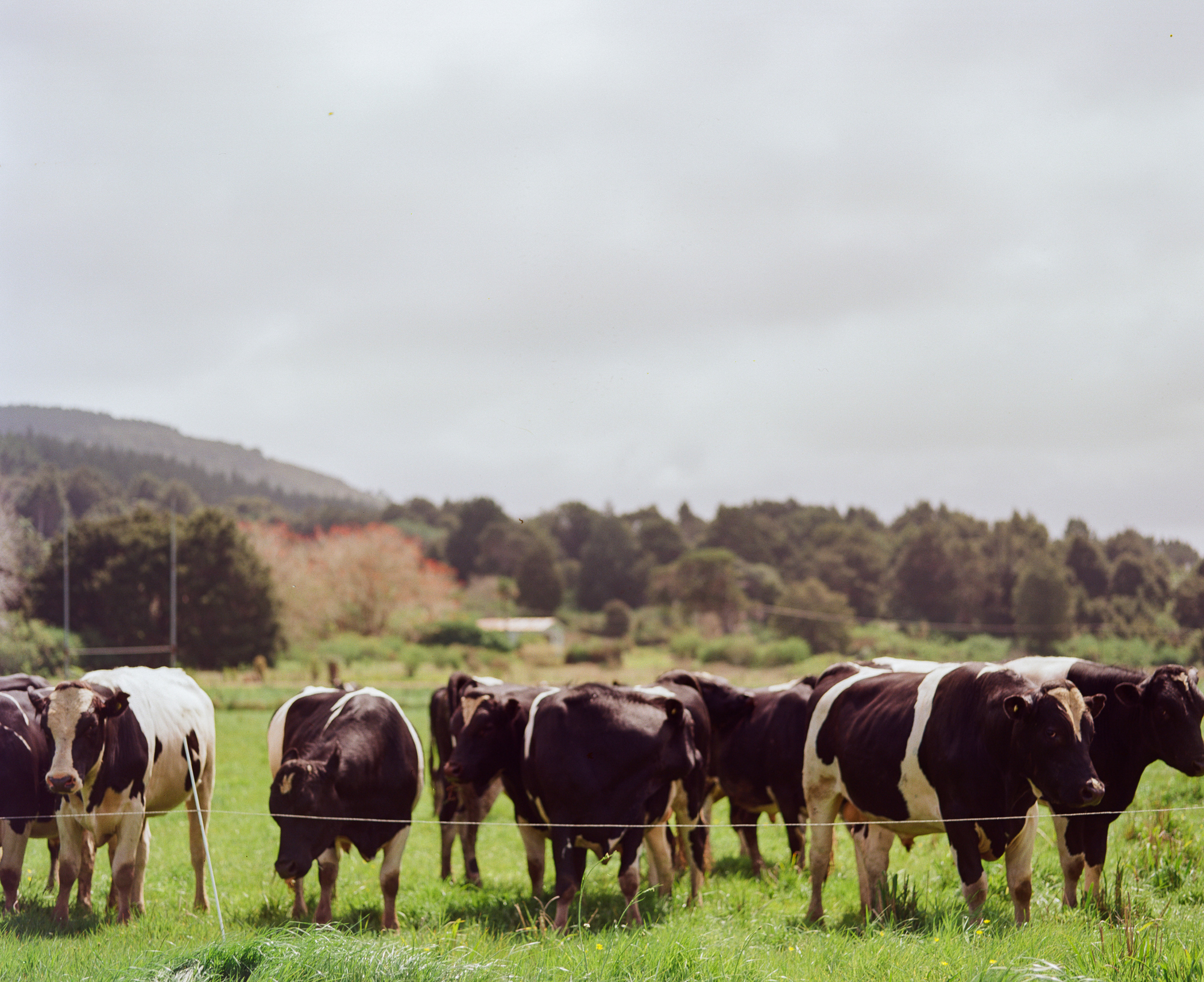 A group of cows on land in Kaihu, north of Dargaville.Photograph by H. H.