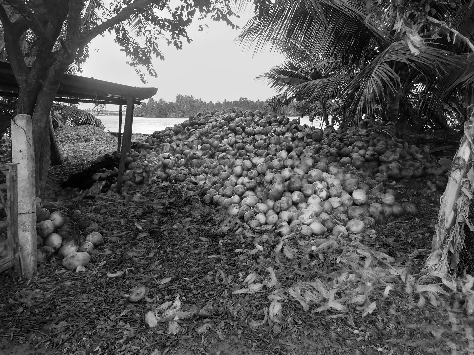 Coconuts 3/5, 2019, carbon print, 20 × 30 cm