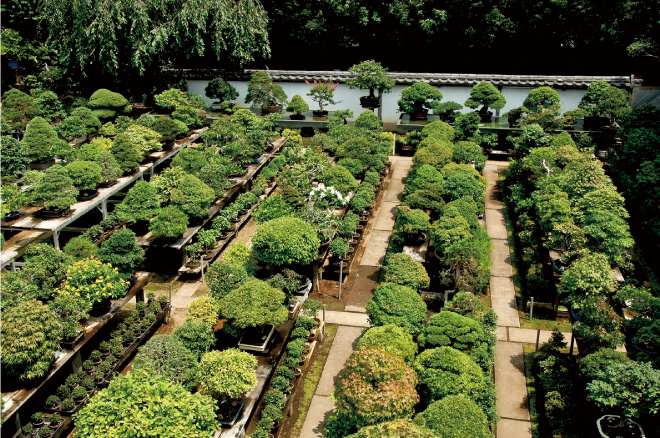 Image via The Omiya Bonsai Museum