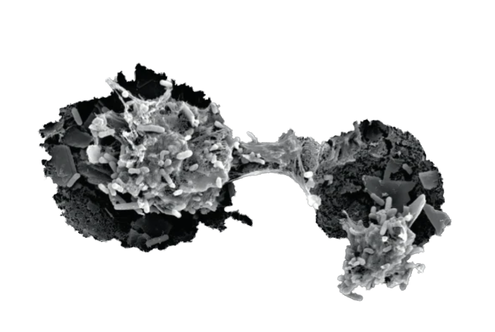 Bioplastic DegradationFinding The Recycling Genes