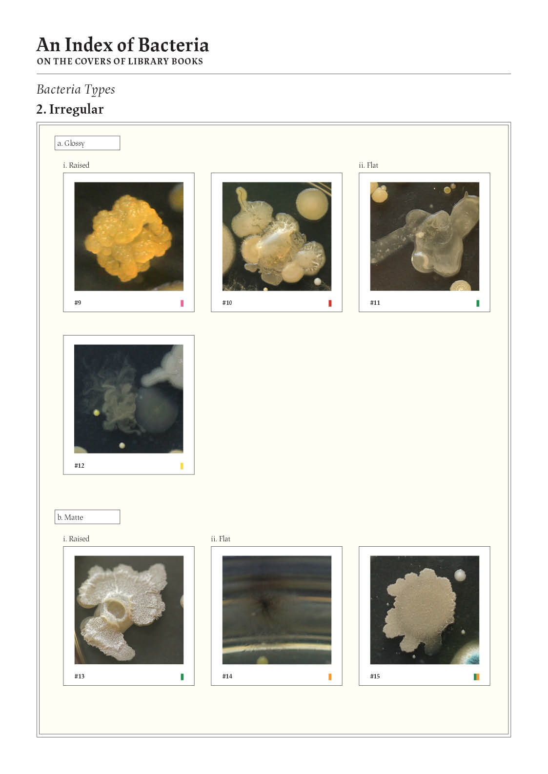 ︎︎︎ Typology of different bacteria shapes.