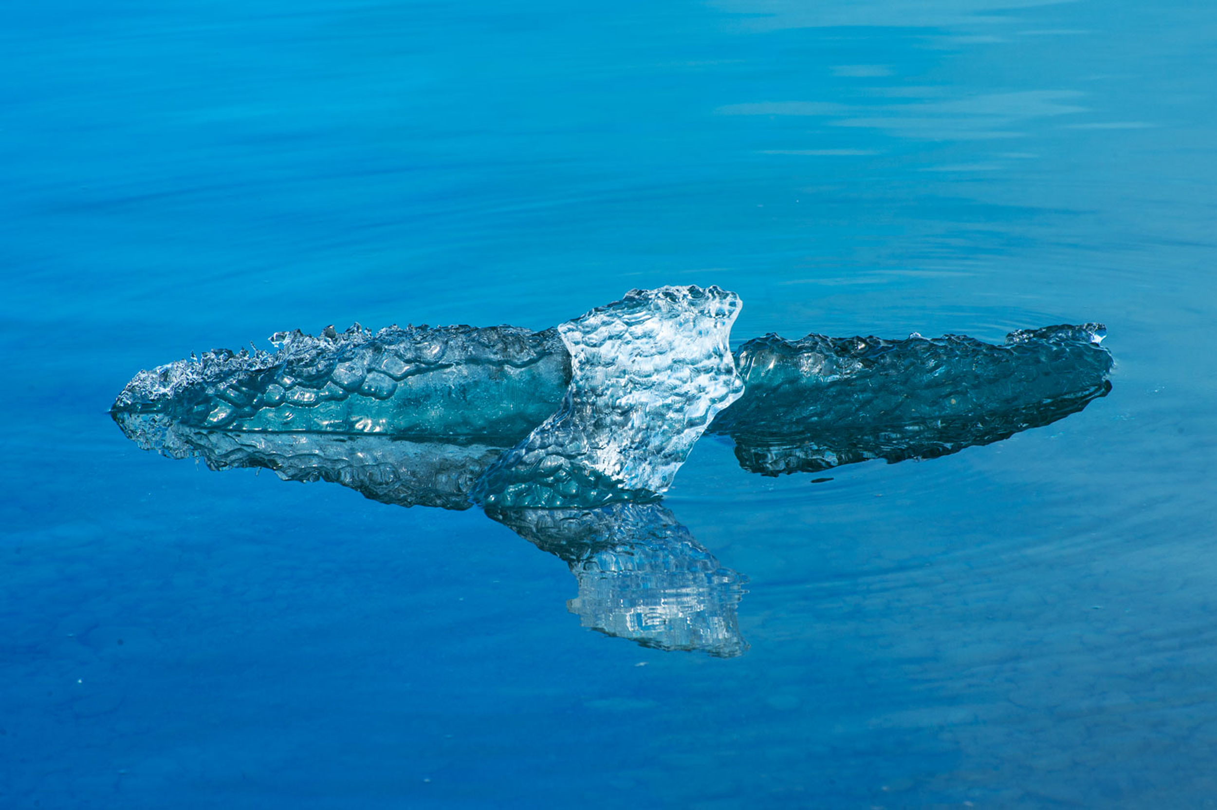Ice Bird, Archival Pigment Print, 17 X 22, Edition of 1/10, 2021